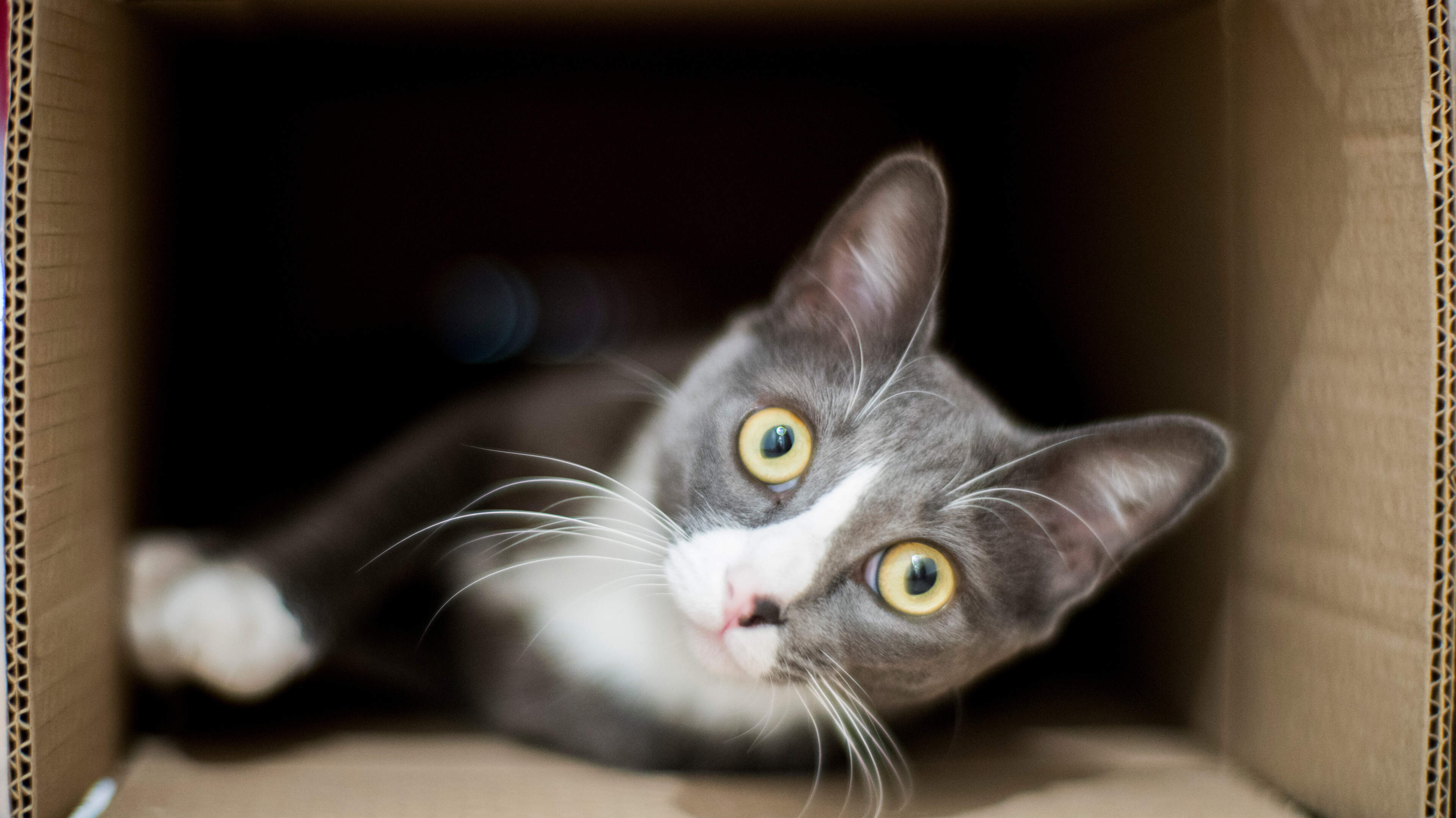 Man geeft kat in pakket met postbezorger mee: veroordeeld voor dierenmishandeling