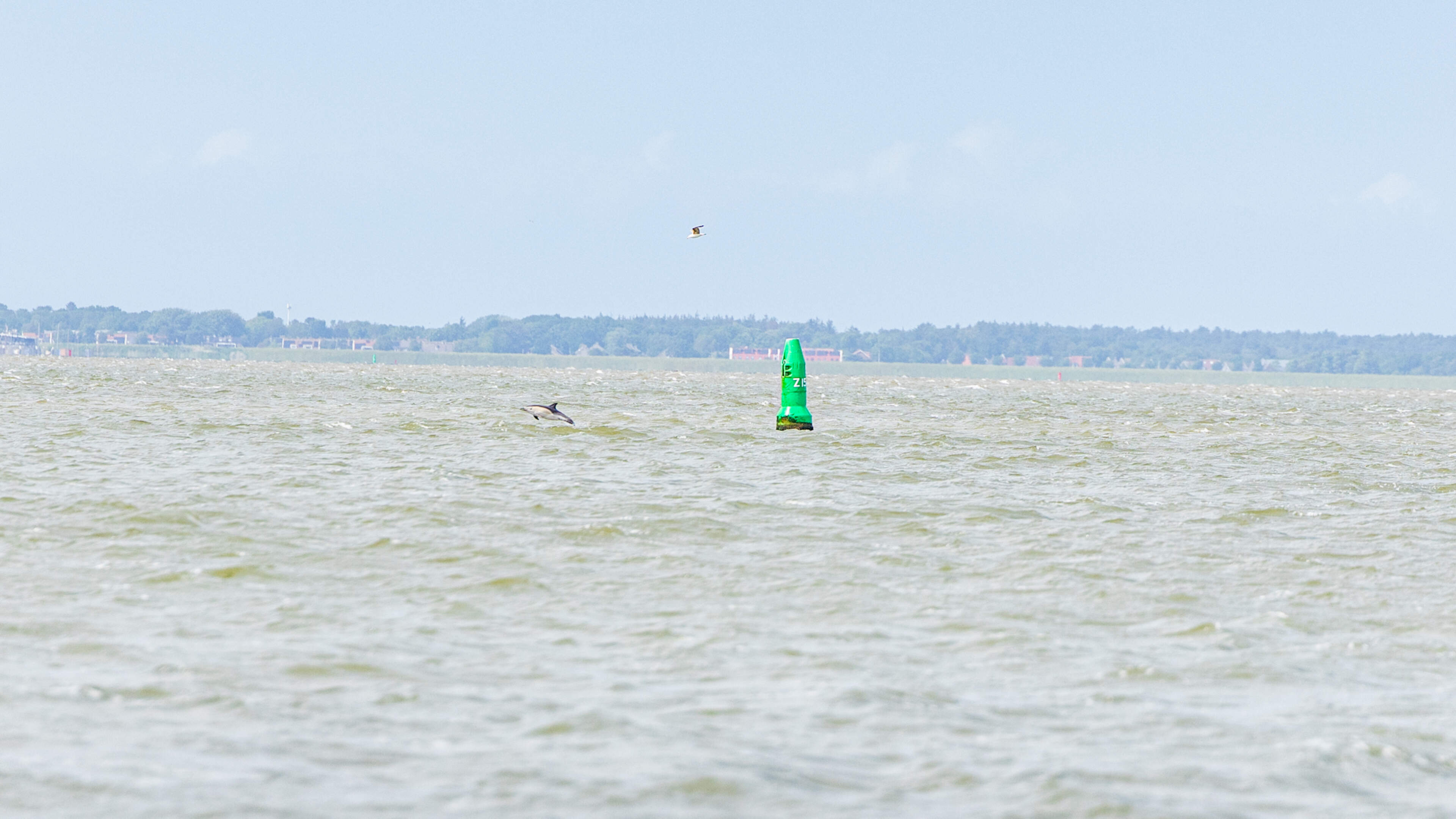 Dolfijn zwemt met jong in Waddenzee bij Lauwersoog: ’Nog alt
