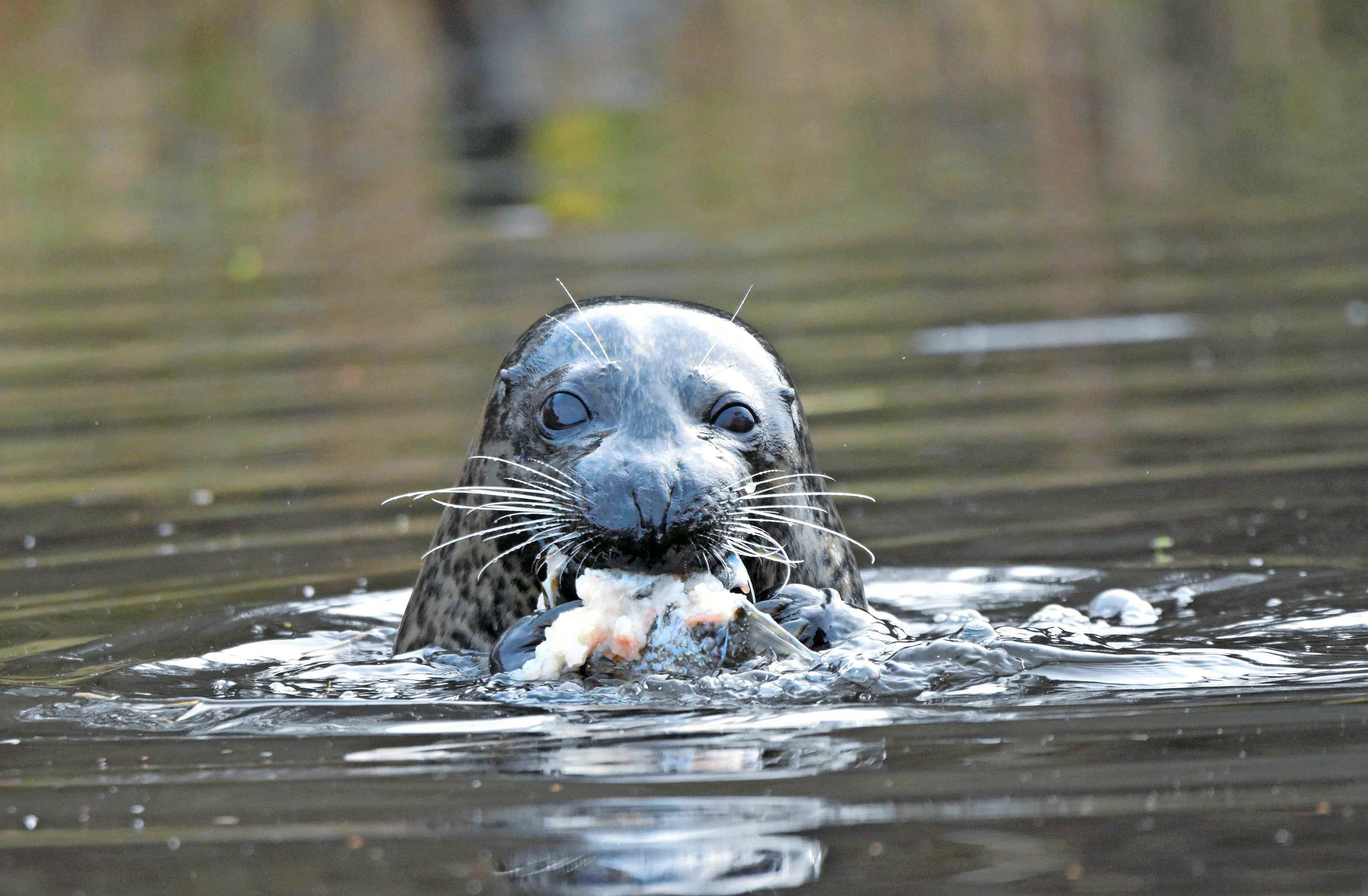 De%20zeehond%20heeft%20zojuist%20een%20snoek%20te%20pakken%20gekregen%20in%20het%20water%20langs%20de%20Linie