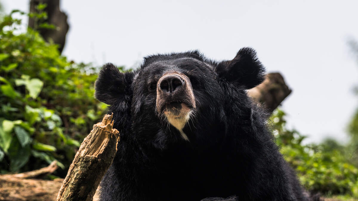 日本の原野でランナーのビリー・ハロランさんがクマに襲われる