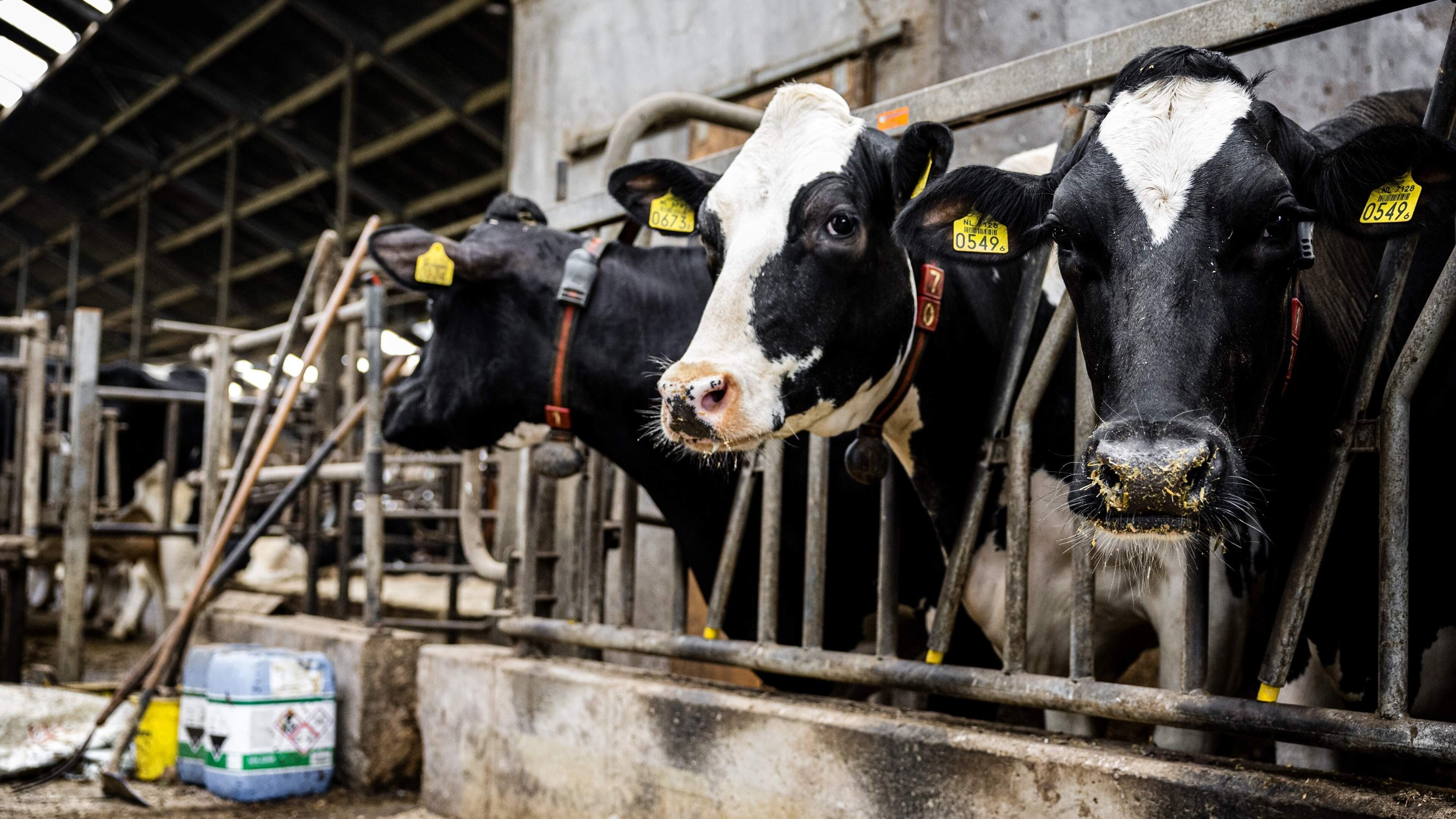 Boeren spannen kort geding aan tegen provincie Brabant over onrealistische stikstofdeadline: ’Dit is niet uit te leggen’