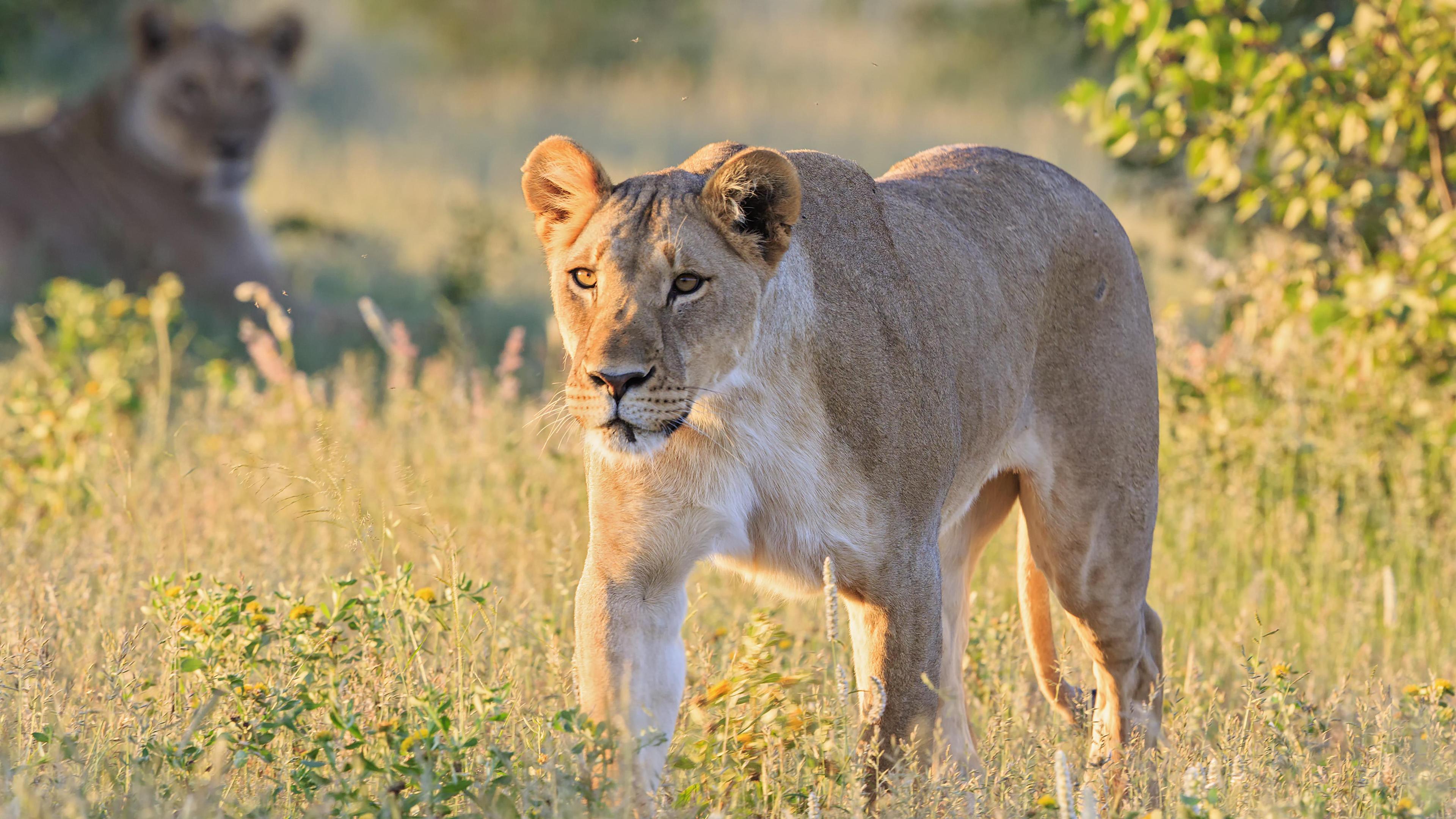 Duitse ondernemer zette zich in voor leeuwen, maar wordt in Namibië door eentje gedood