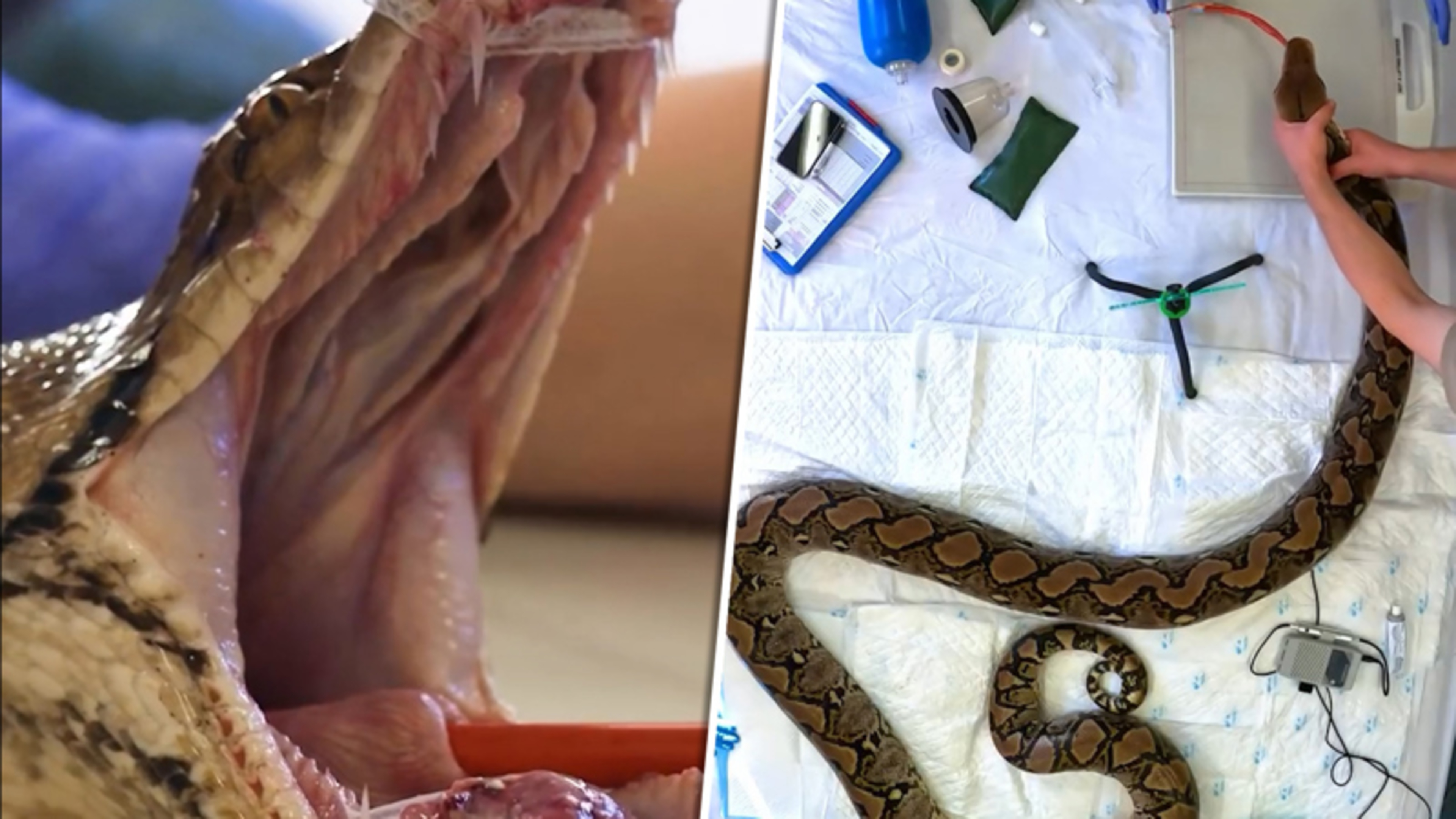 Primeur: python ondergaat speciale behandeling tegen kanker