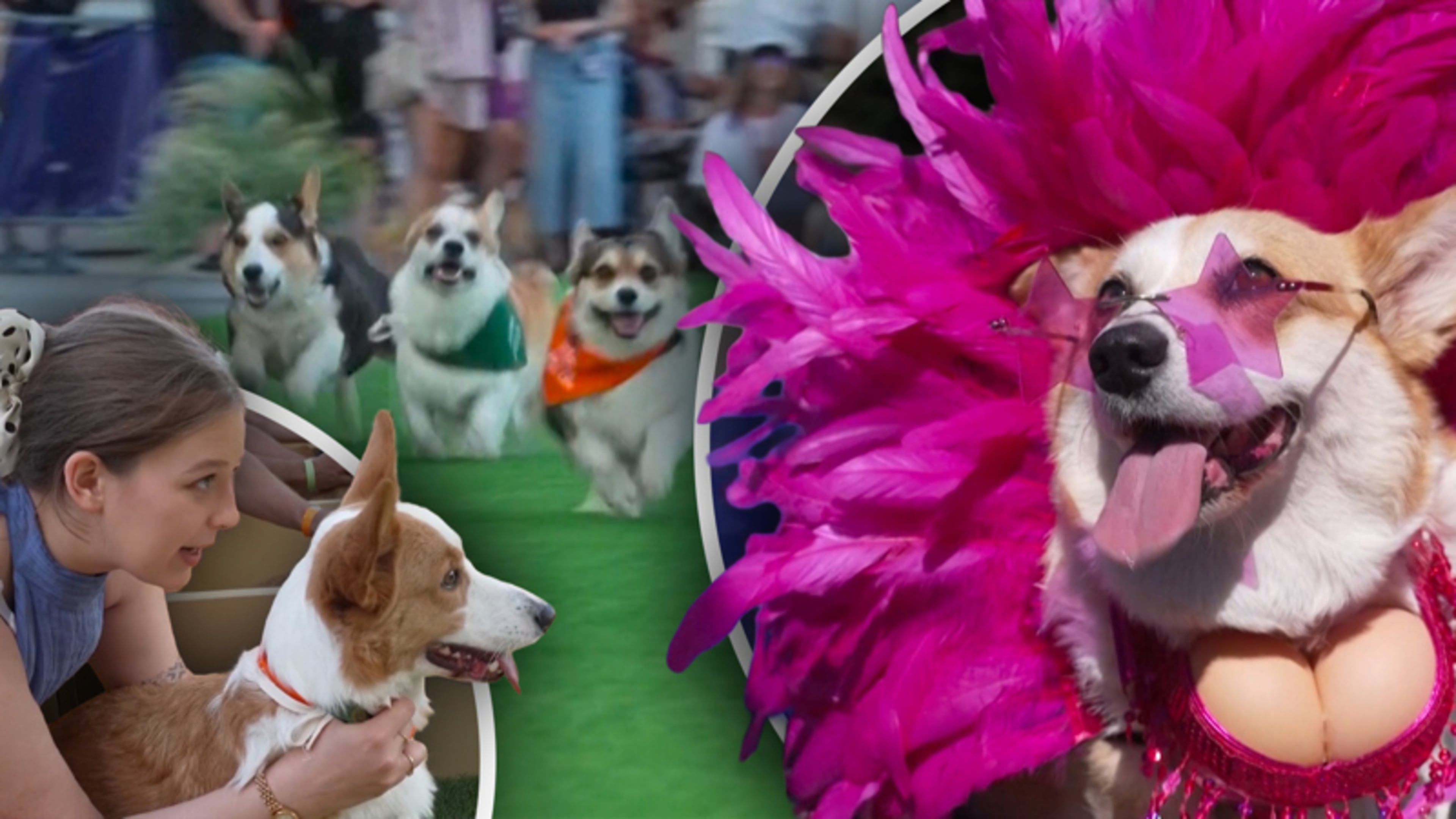 Schattig: tientallen corgi’s doen verschillende races tijdens corgi event