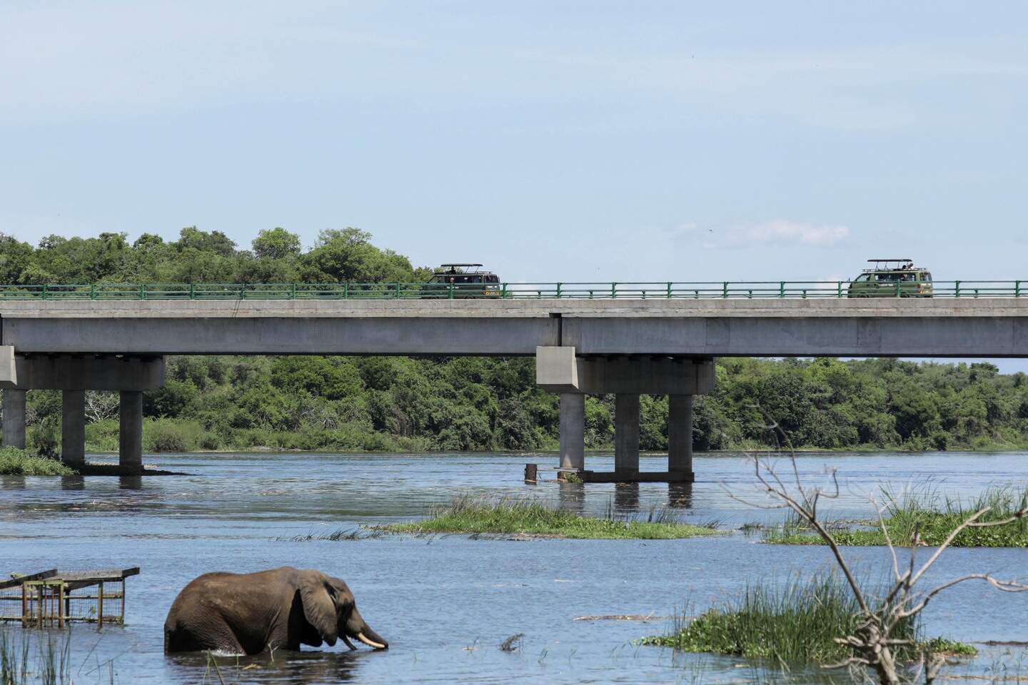 De Telegraaf minibus olifant crash What Can Be Done to Prevent Future Incidents?