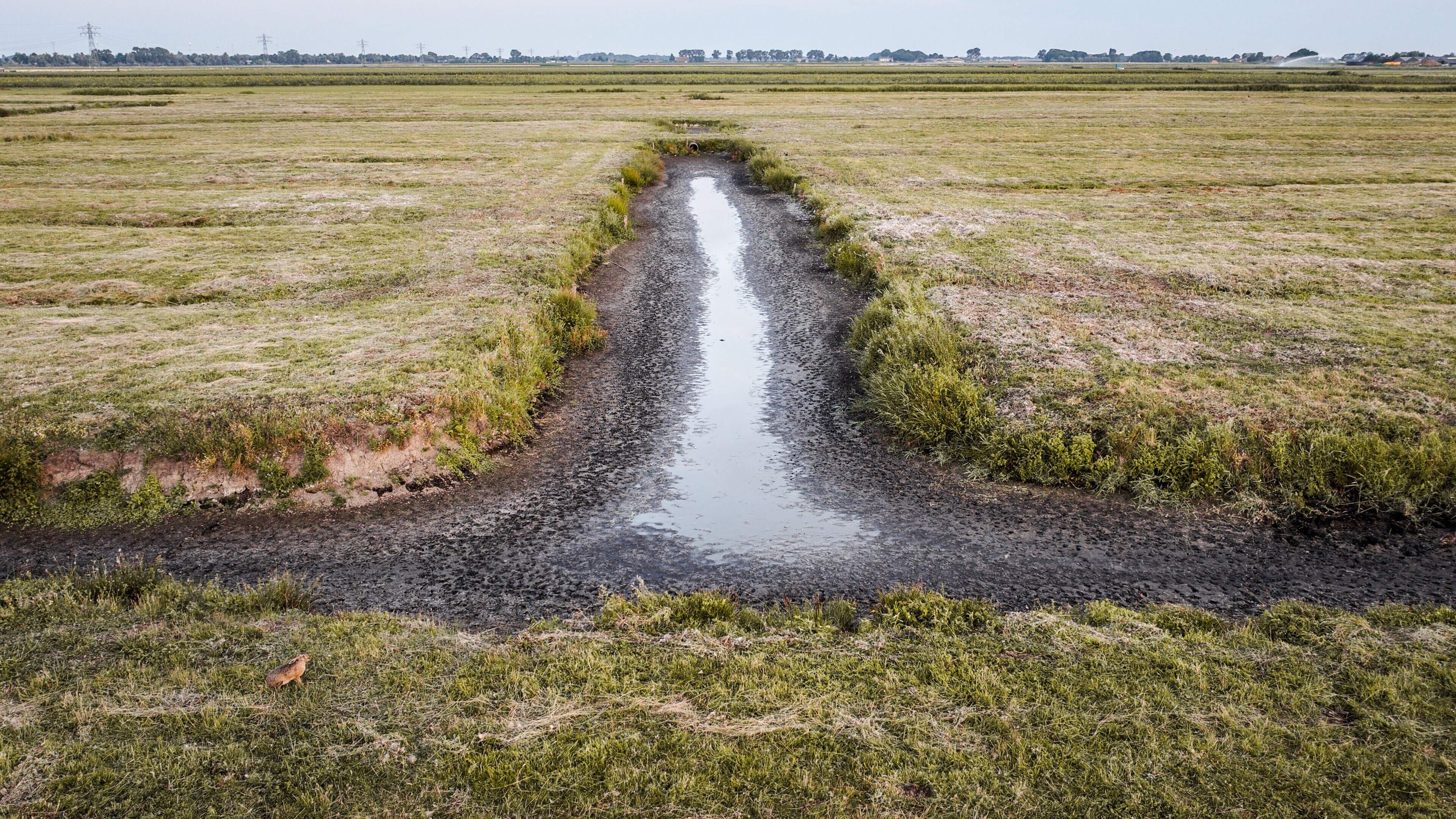 LIVE | Watertekort in Nederland: extra maatregelen om droogte