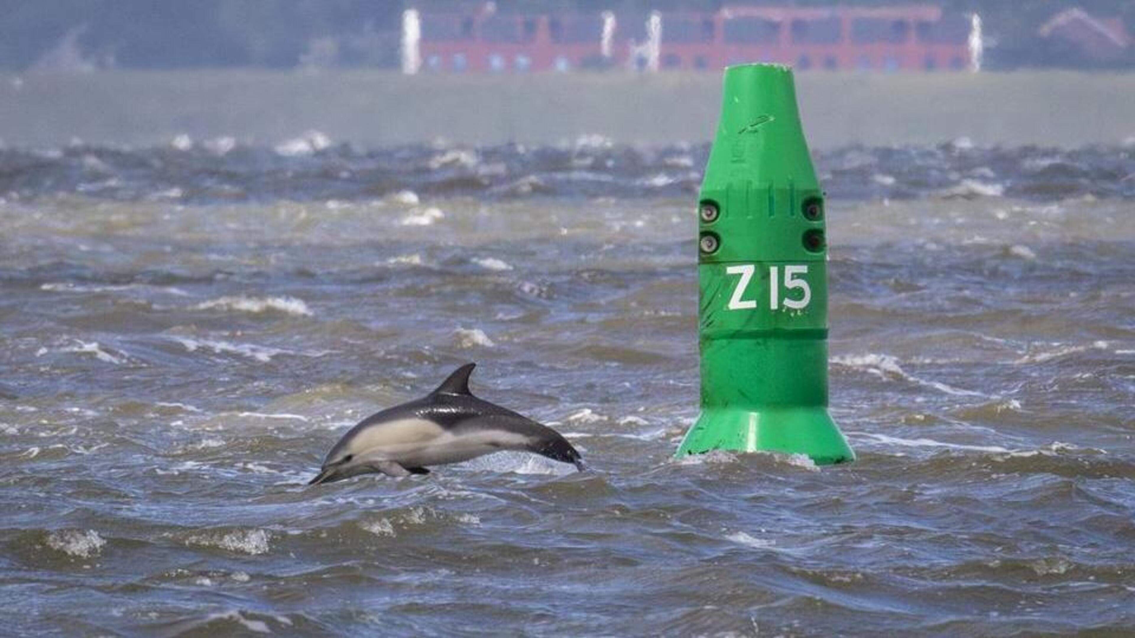Zorgen om dolfijnen bij Lauwersoog, expert staan voor raadse