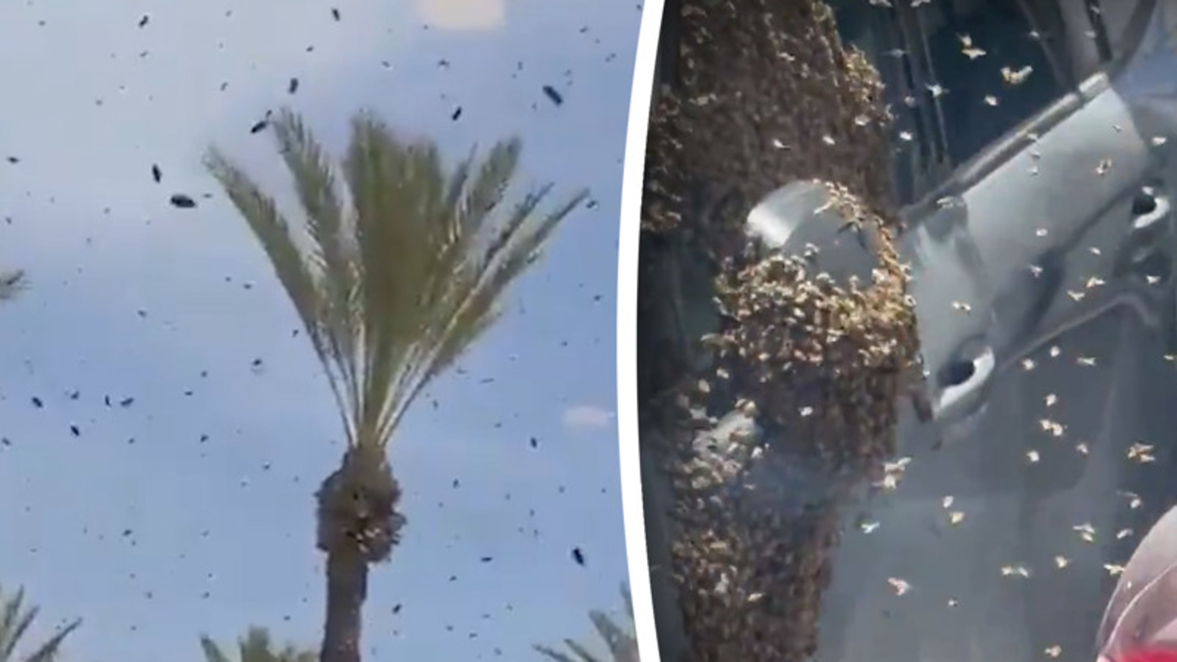 Gigantische bijenzwermen: bewoners moeten binnenblijven