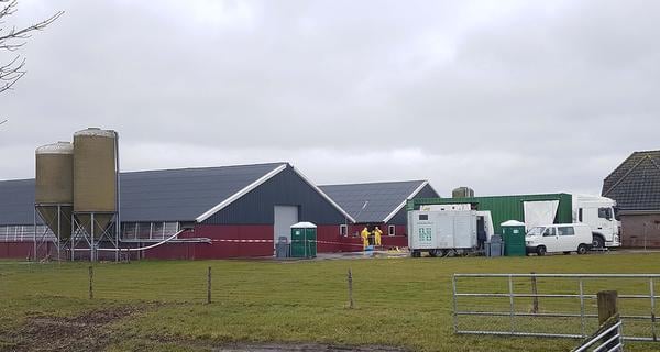 Vogelgriep op eendenboerderij in Kamperveen
