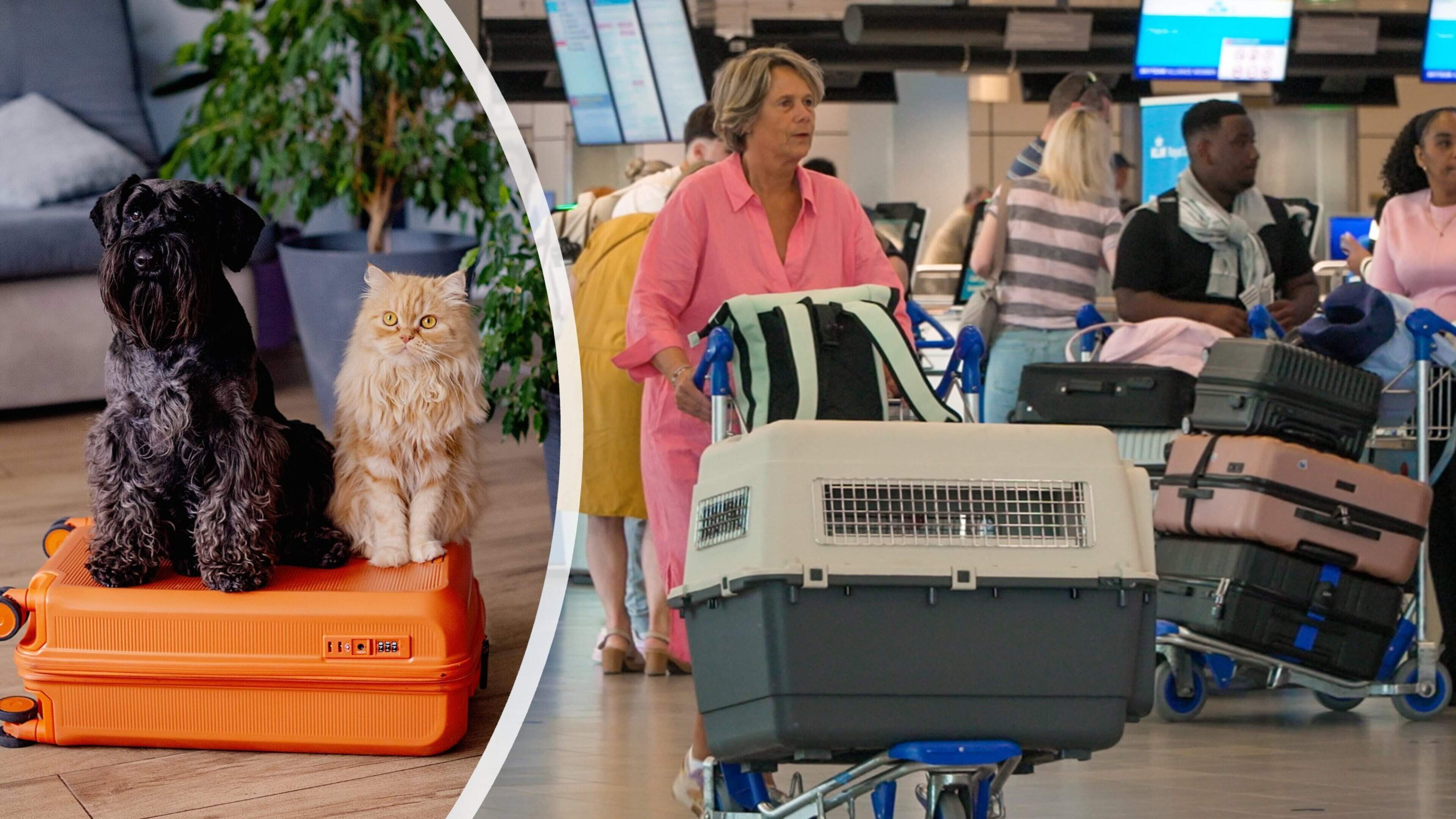 Zenuwslopende reis voor huisdieren: zo gaat het achter de schermen op Schiphol