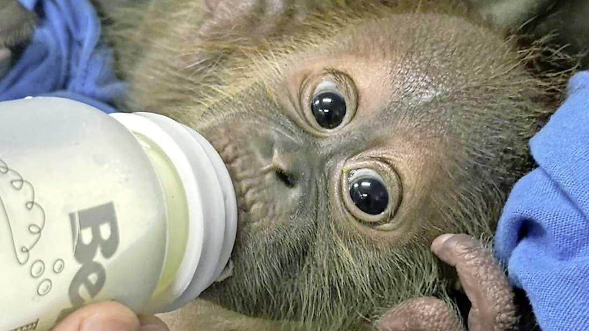 T-shirt The Mountain Big Face Baby Orangutan - Boutique en ligne de beaux t-shir