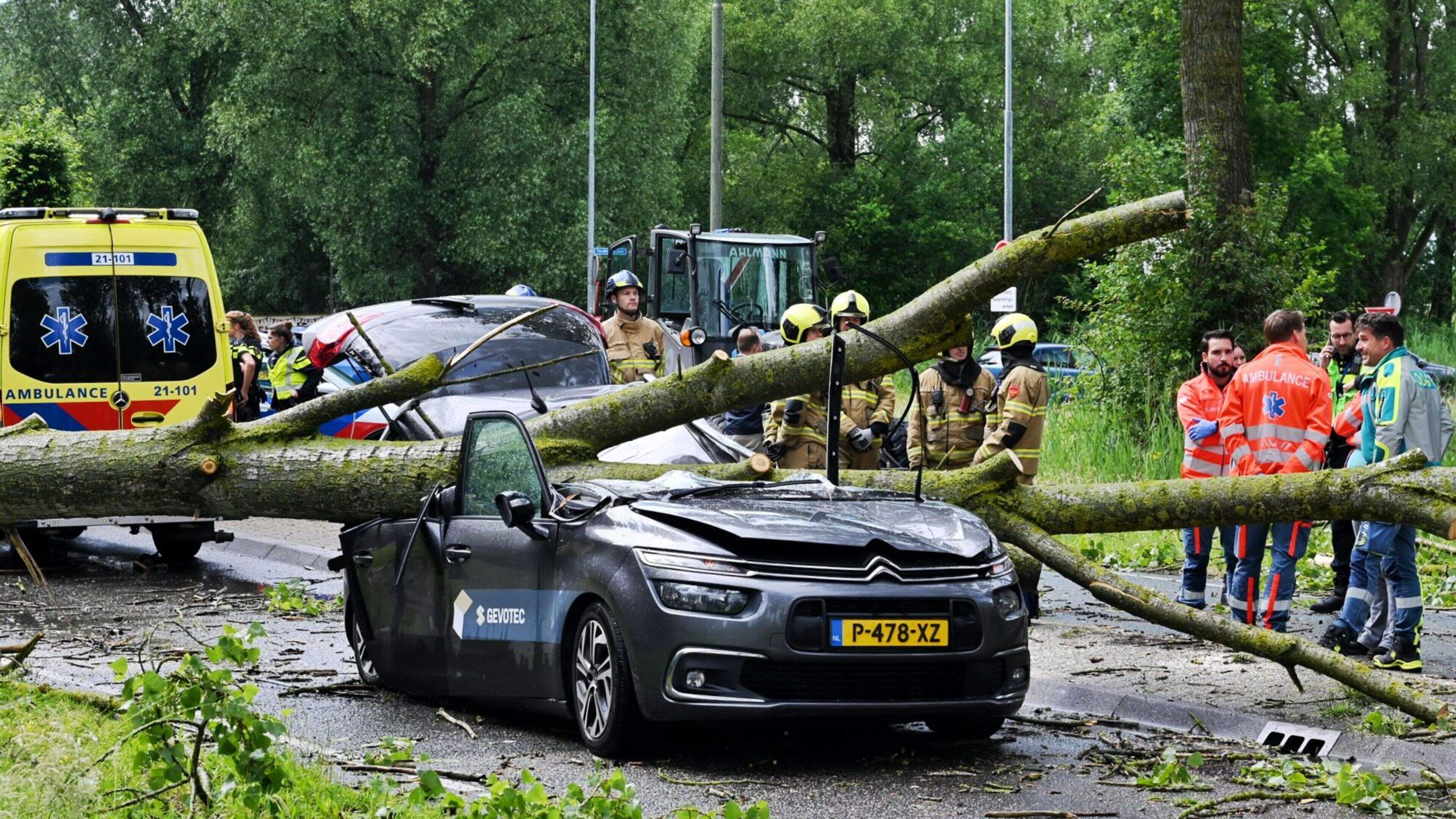 Bestuurder komt om doordat boom op bestelbus valt 