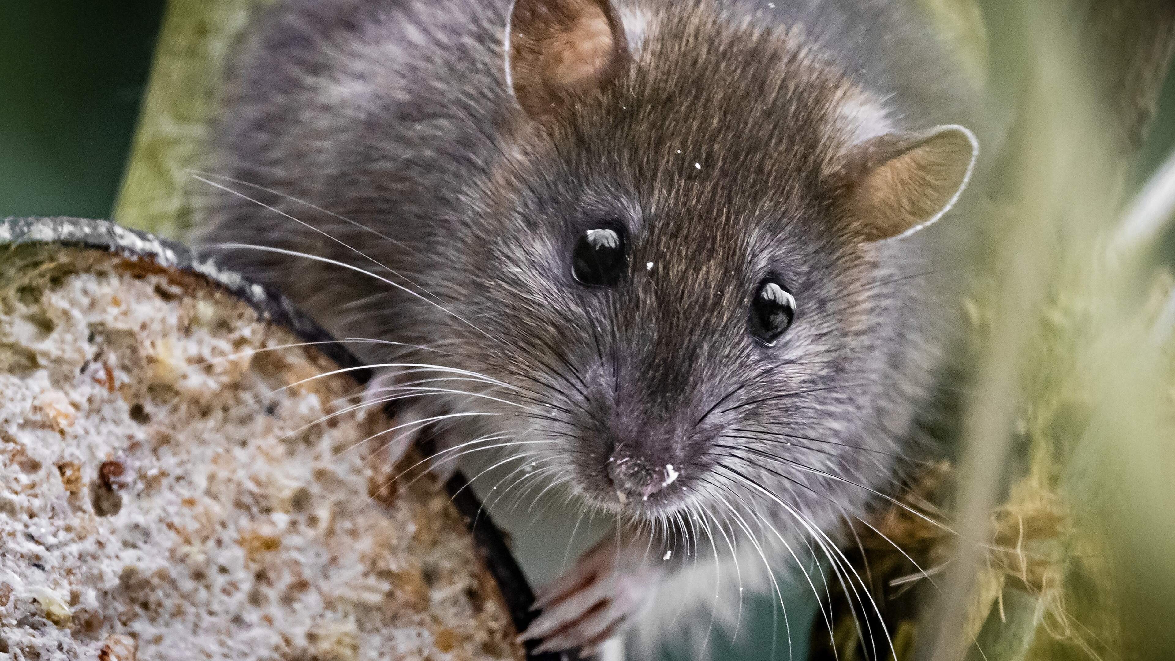 LIVE | ’Nederlands echtpaar liep hantavirus niet op bij vuilstortplaats: epicentrum ligt 1500 kilometer verderop’
