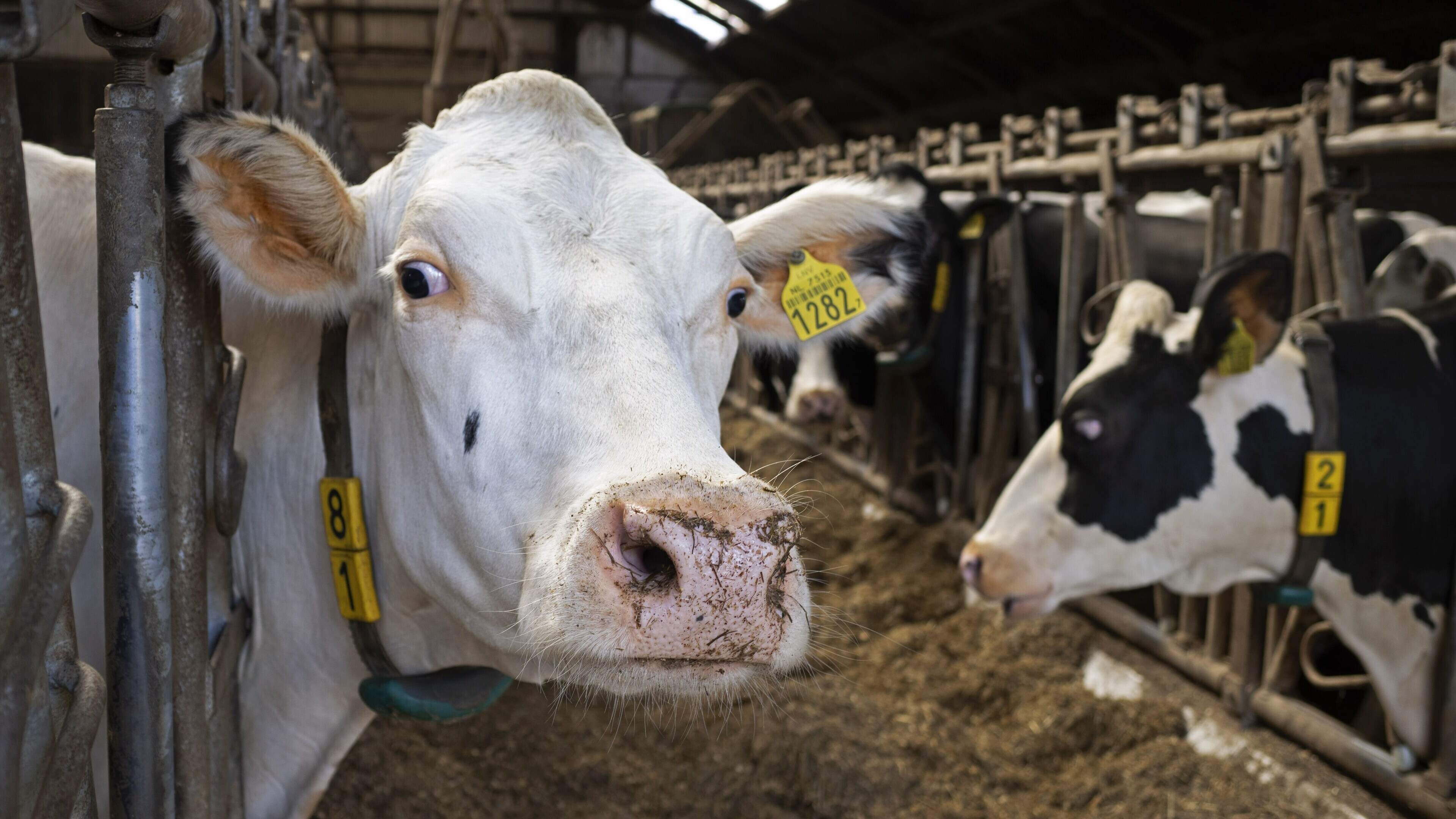 Boerin (67) ernstig gewond nadat ze duw van koe krijgt en in melkput valt: ’Bevrijd door klimteam van de brandweer’