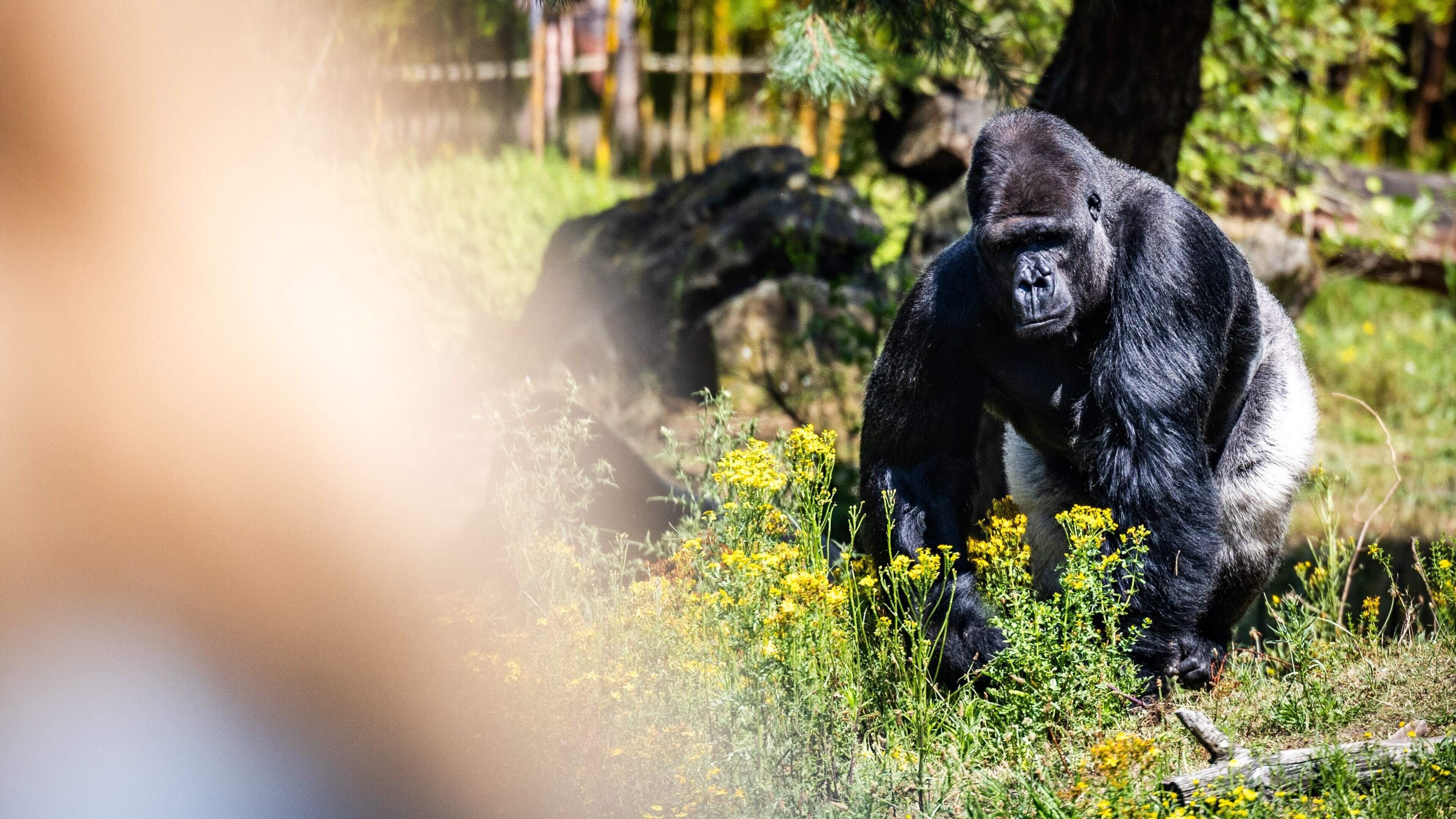 Ontsnapte aap gevangen en terug in Beekse Bergen