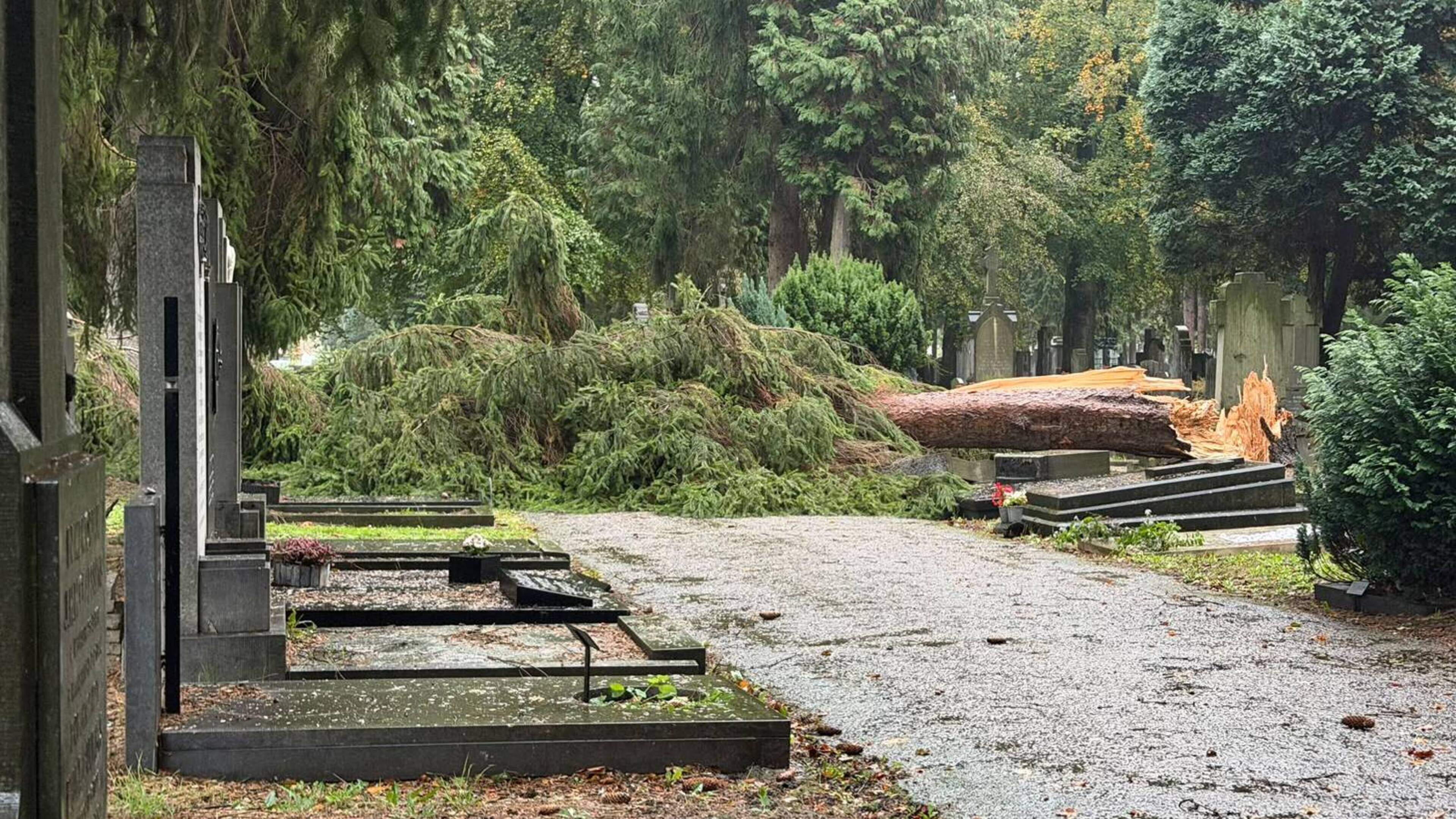 LIVE | Graven beschadigd door omgewaaide bomen op begraafplaats Maastricht