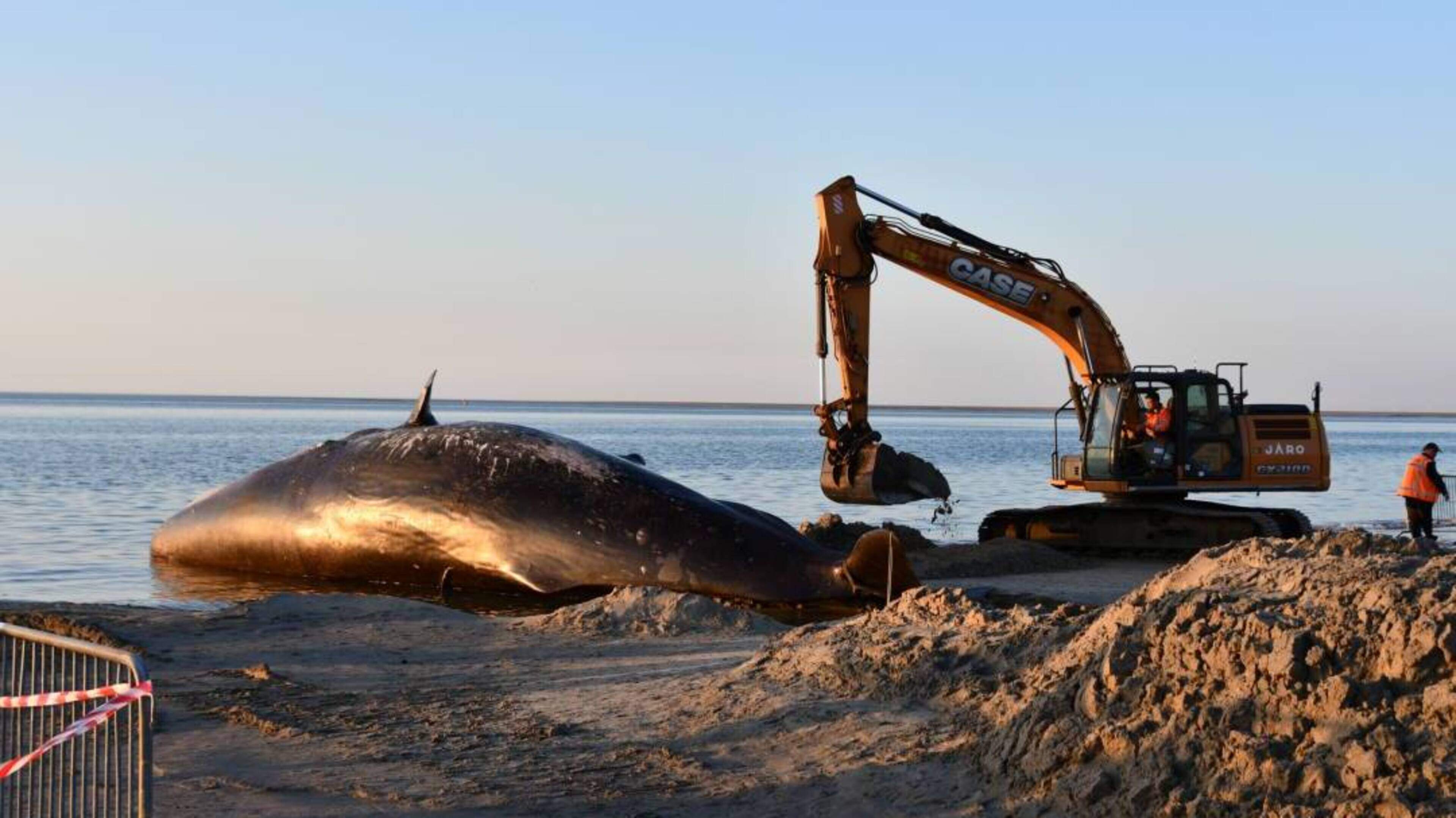 Aangespoelde potvis verdween maar is terug op strand Renesse