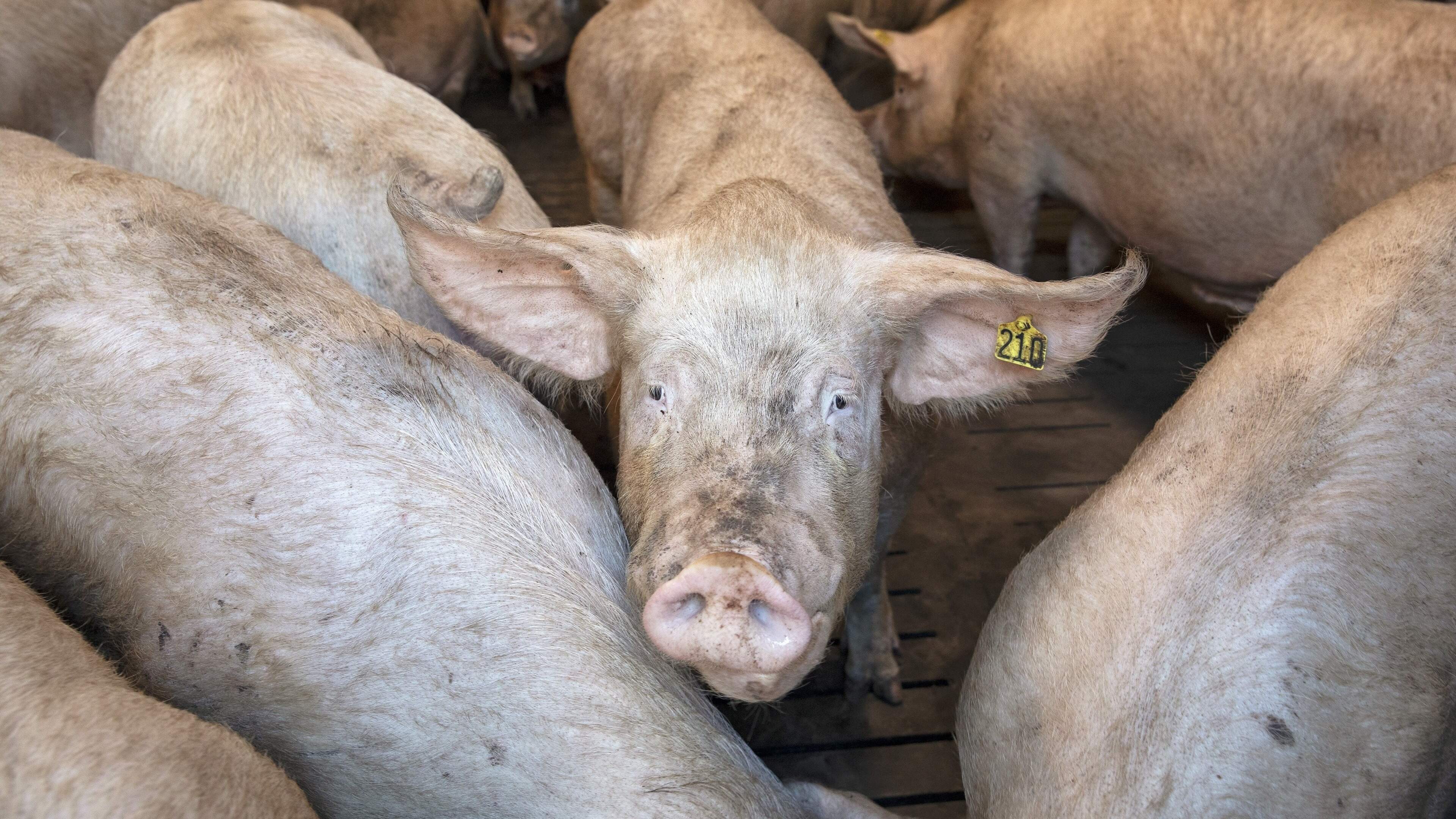 Aantal varkensslachtingen in Nederland keldert: laagste niveau sinds 2009