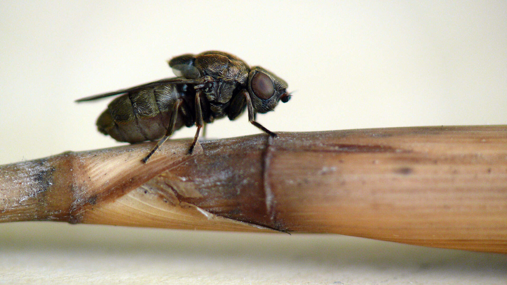 Deze bijzondere vlieg is Insect van het Jaar geworden: ’Eigenlijk de ...