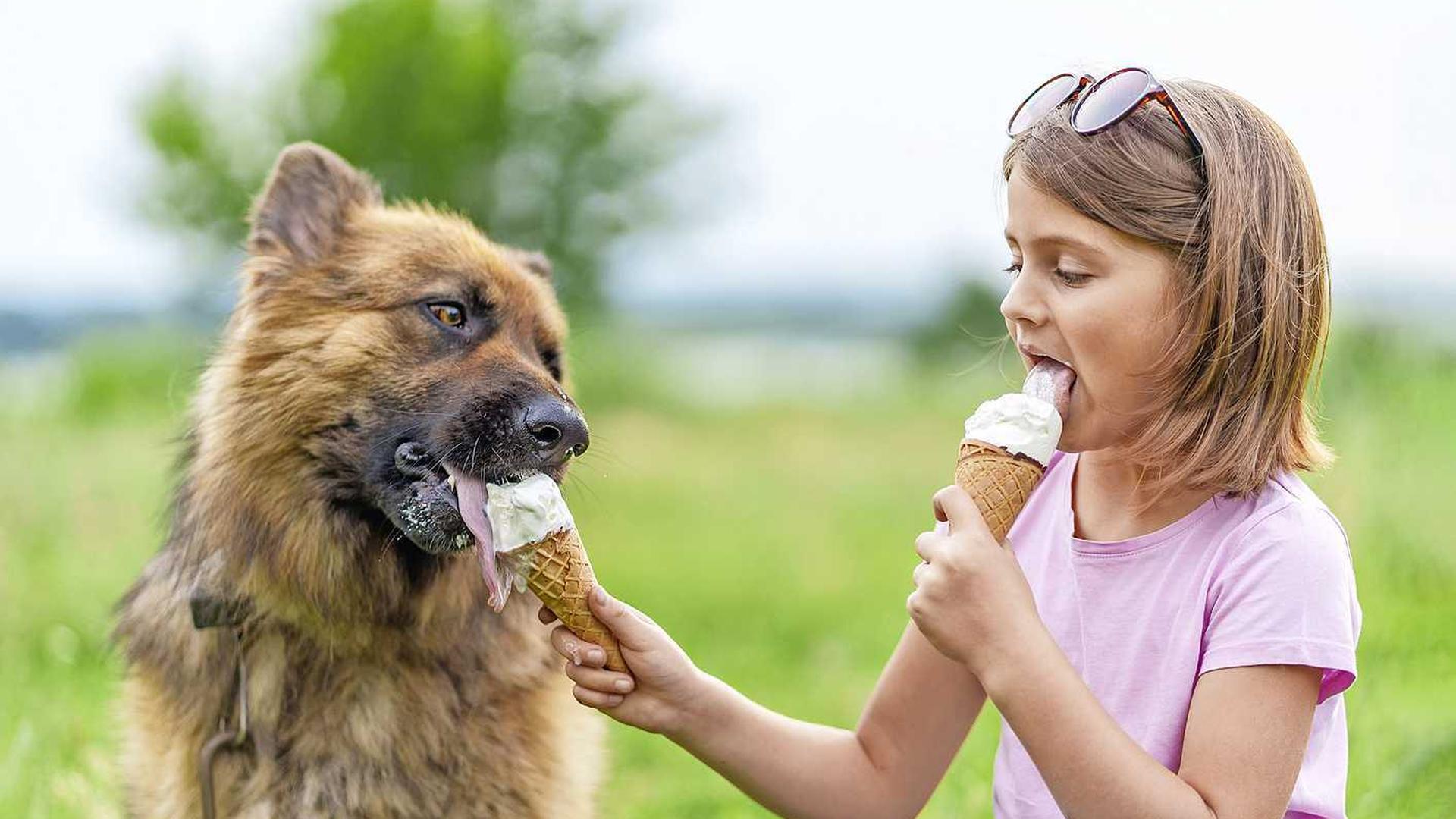 Hoe gezellig het ook is samen een ijsje te eten, geef jouw viervoeter er liever eentje van ingevroren natvoer.