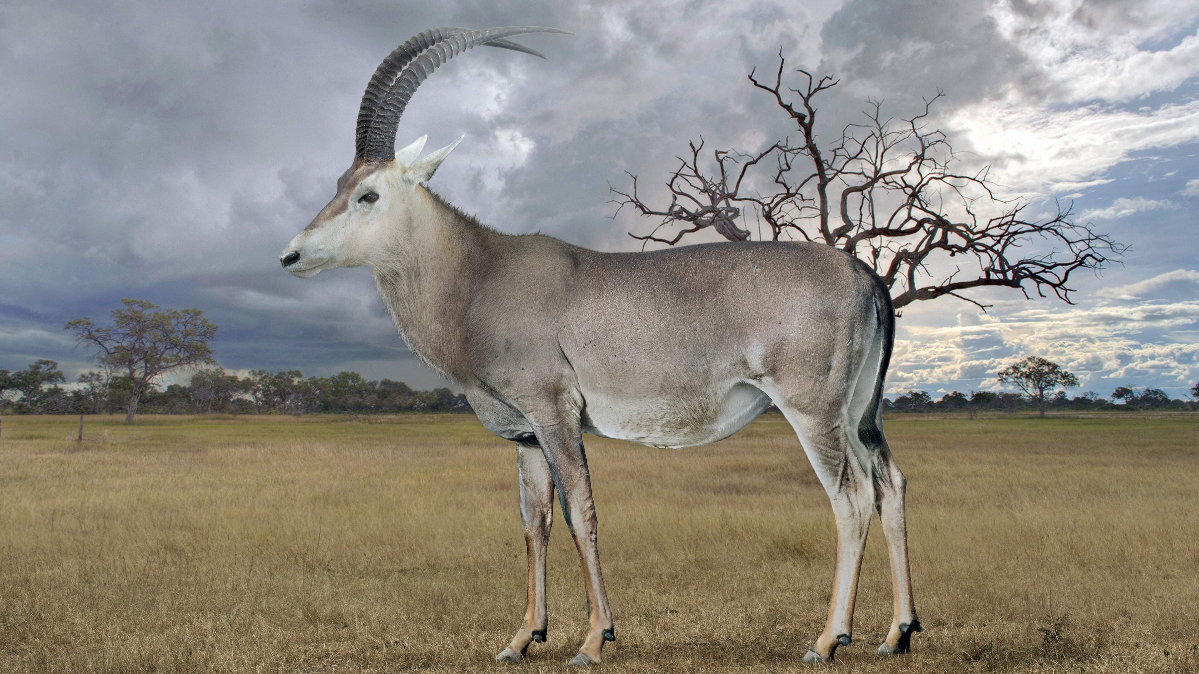 Uitgestorven dier binnenkort in de dierentuin: wetenschappers willen zeldzame antilope terugbrengen met Jurassic park-technologie