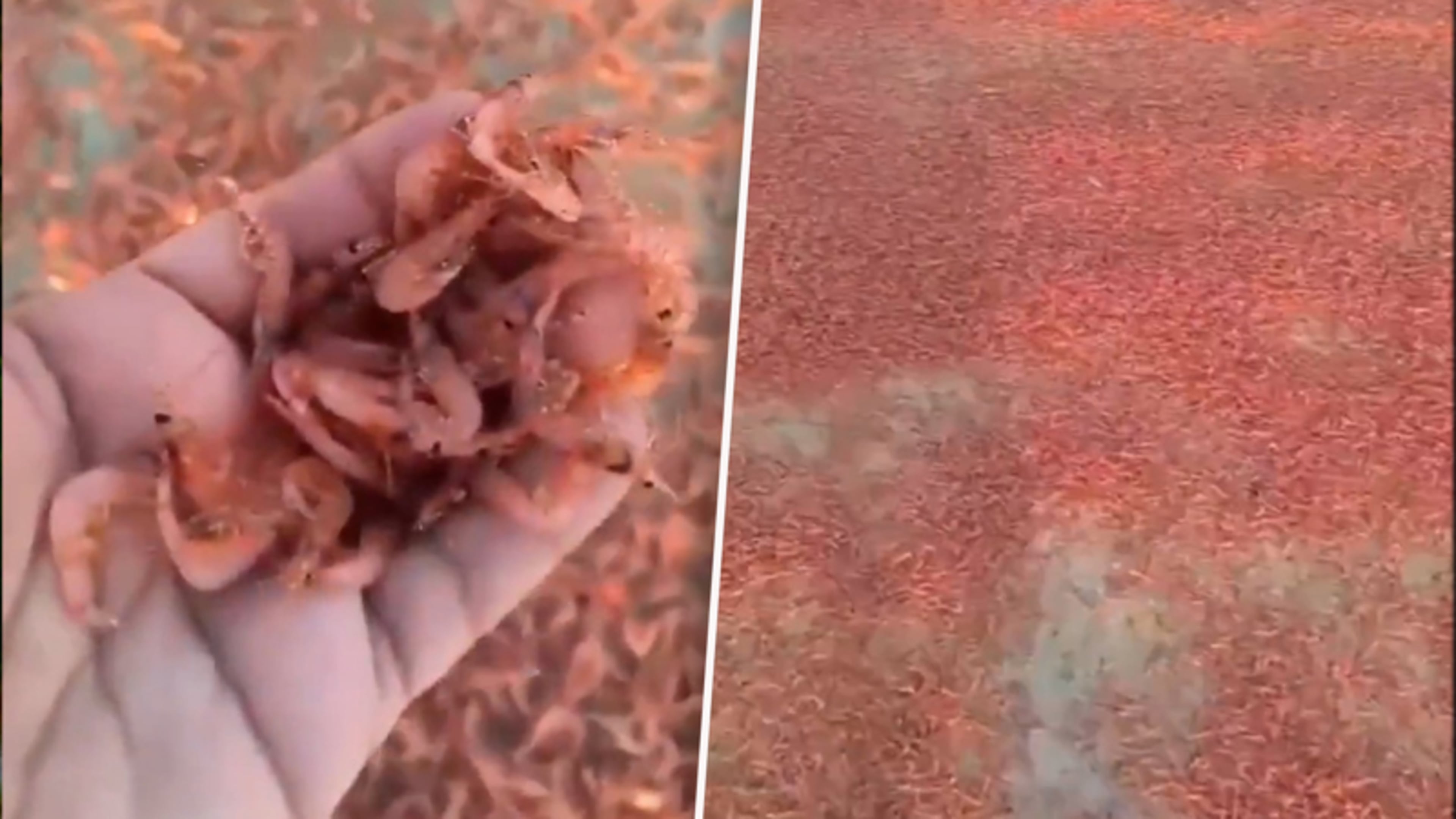 Duizenden aangespoelde garnalen kleuren strand oranje