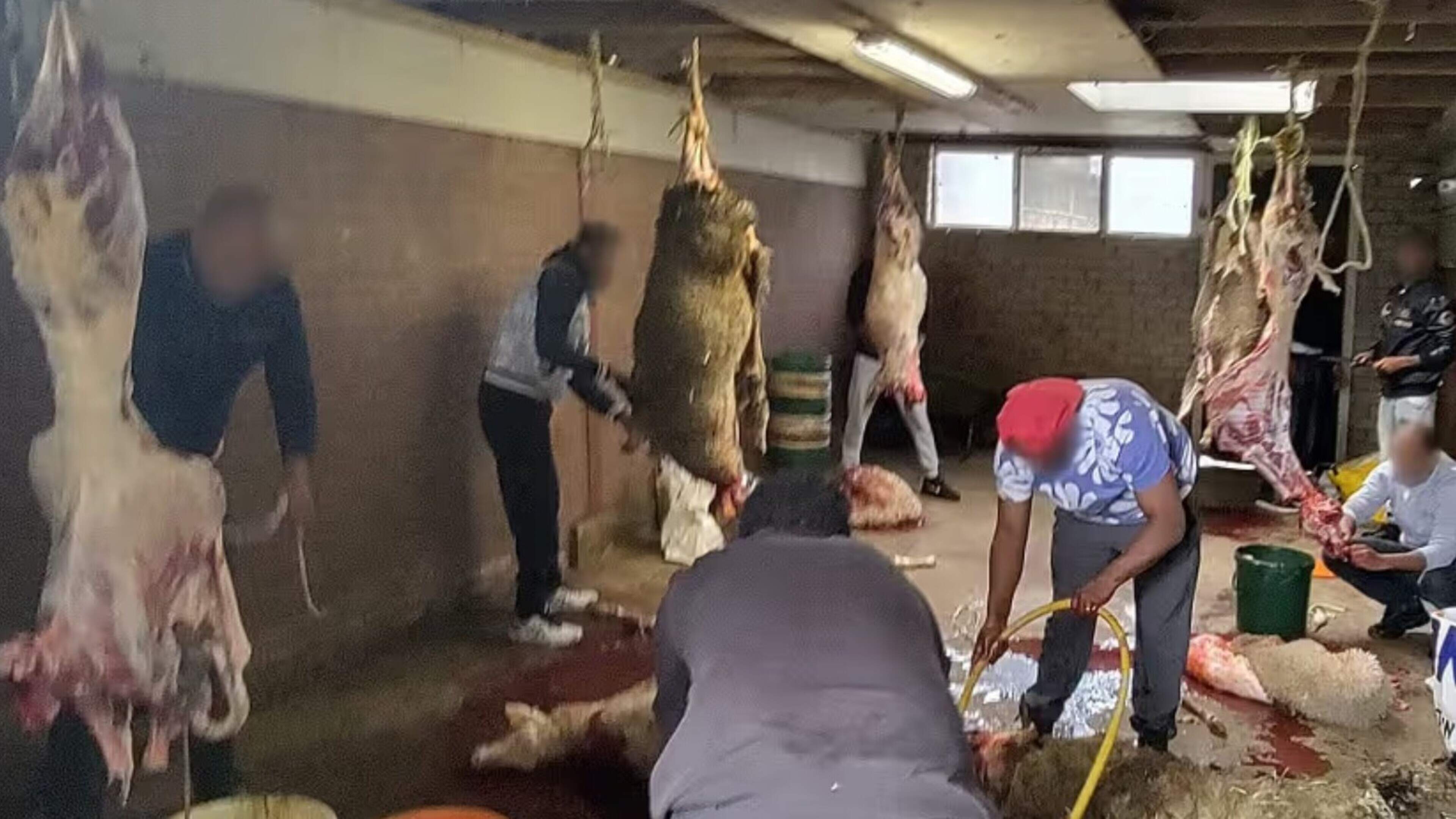 Zeven mannen betrapt in illegale slachterij: schapen zonder verdoving geslacht en opgehangen in schuur