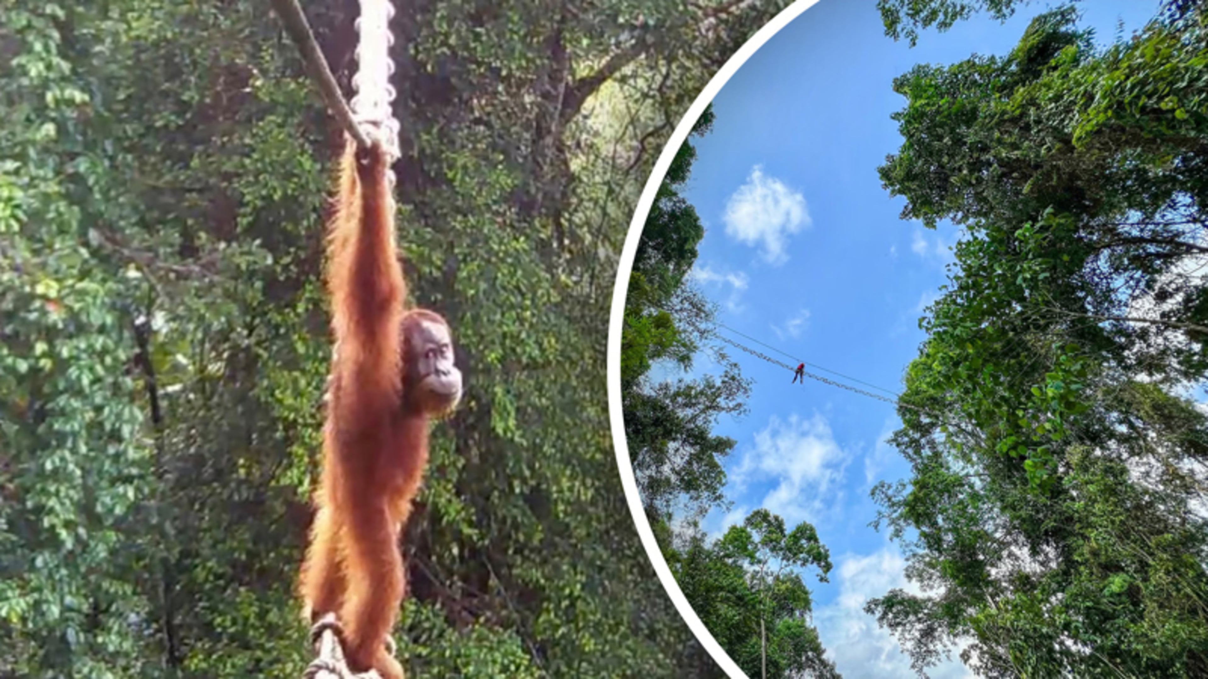 Eindelijk: na twee jaar gebruikt orang-oetan loopbrug om over te steken