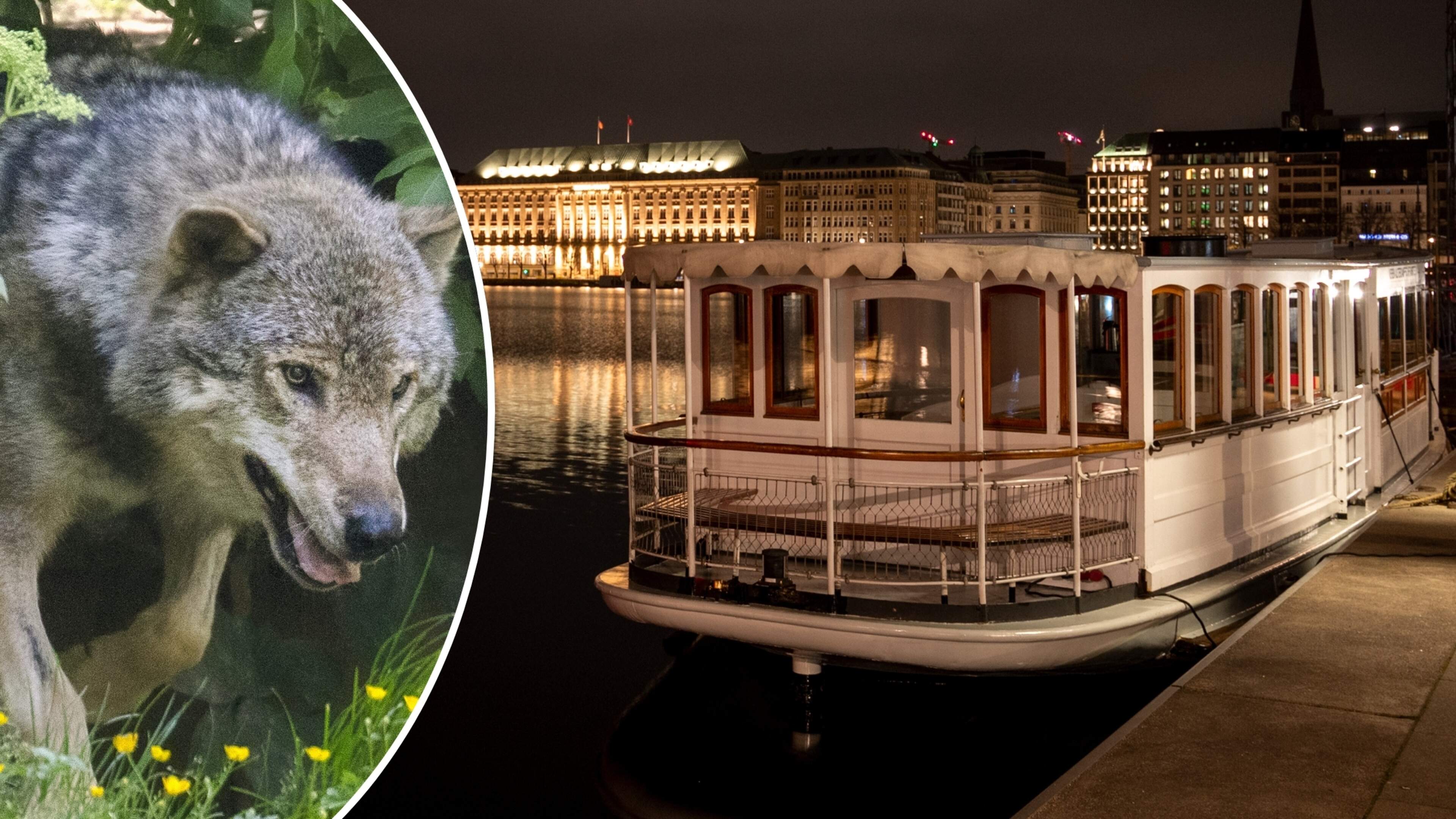 Verstoten wolf bijt vrouw in gezicht in centrum Hamburg