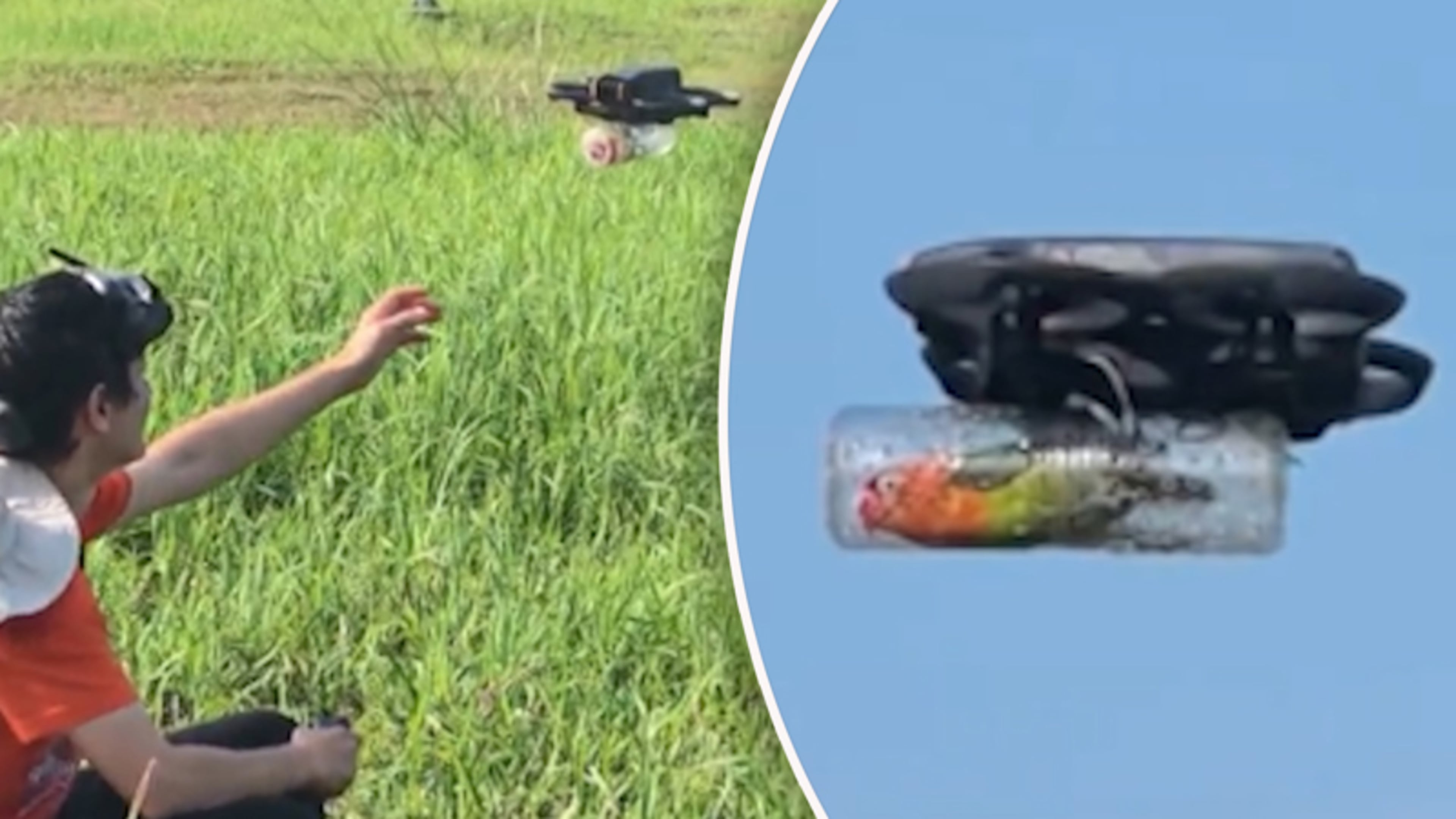 Man laat verlamde papegaai weer vliegen dankzij drone
