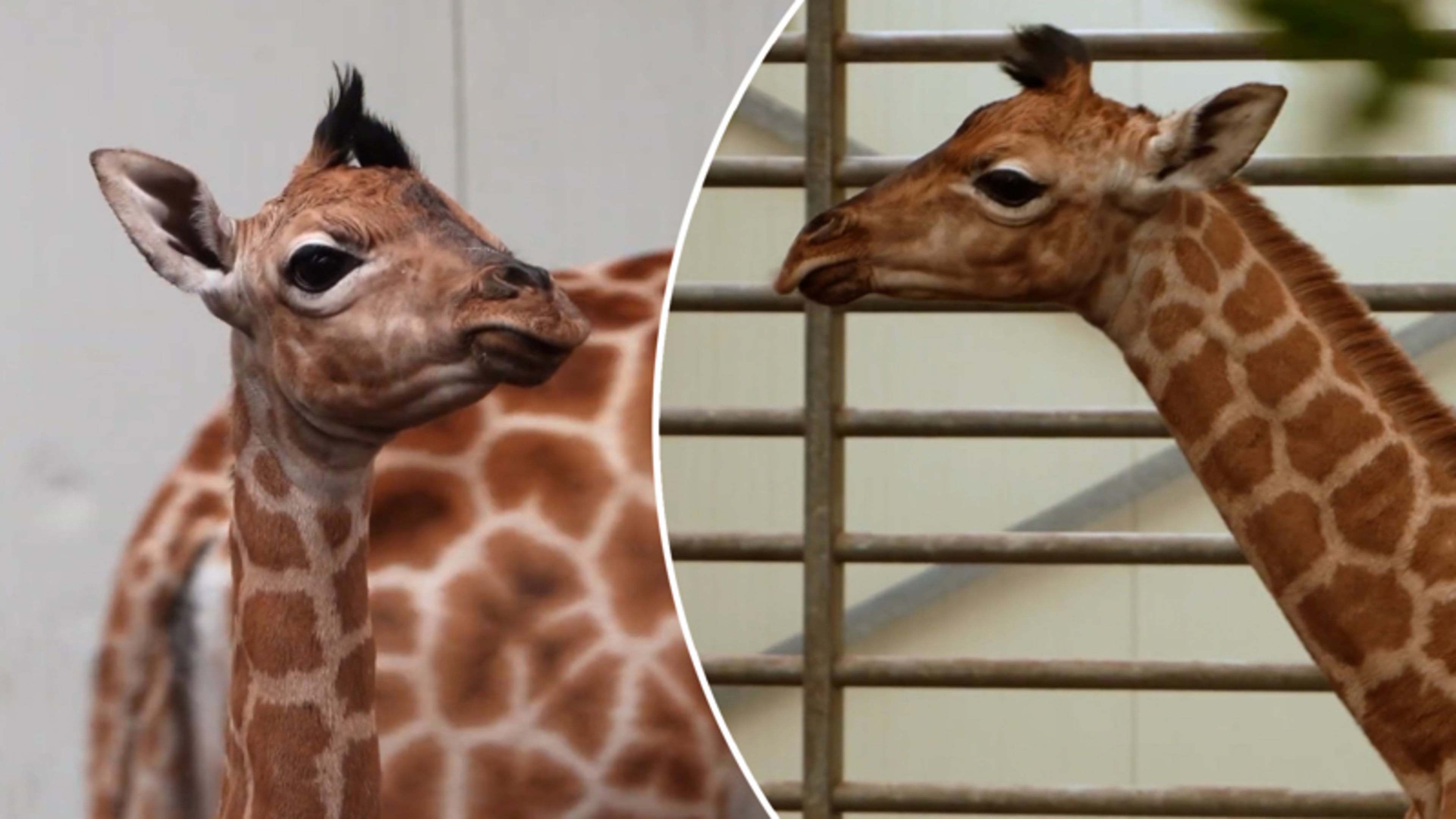 Schattig! Twee giraffen geboren in Safaripark Beekse Bergen