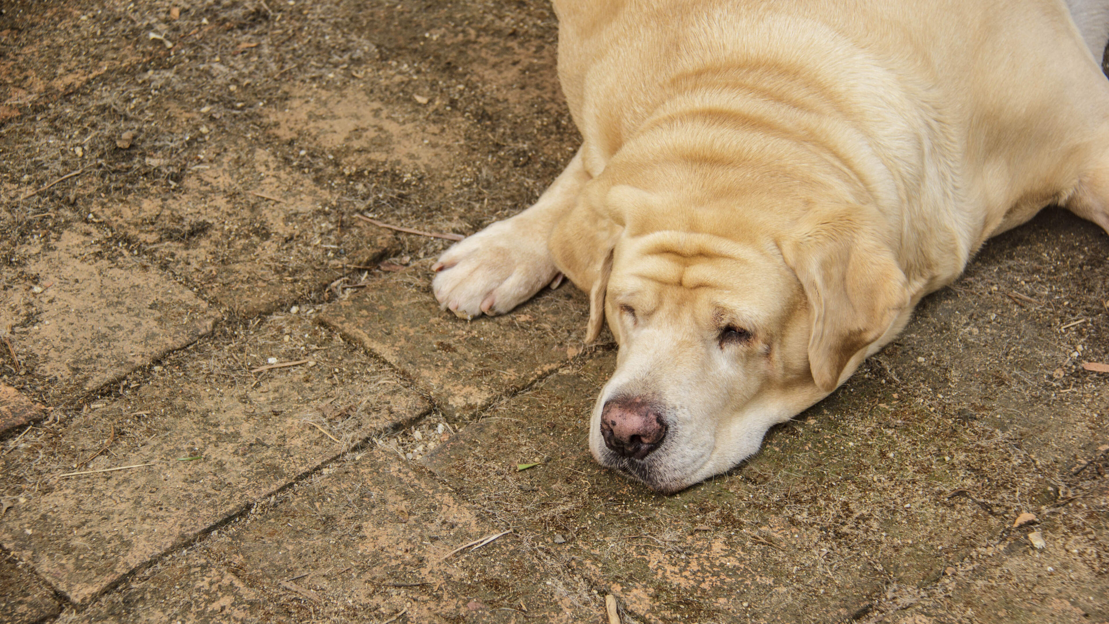 Praat mee: Is het terecht dat dieren met extreem overgewicht worden weggehaald bij hun baasje?