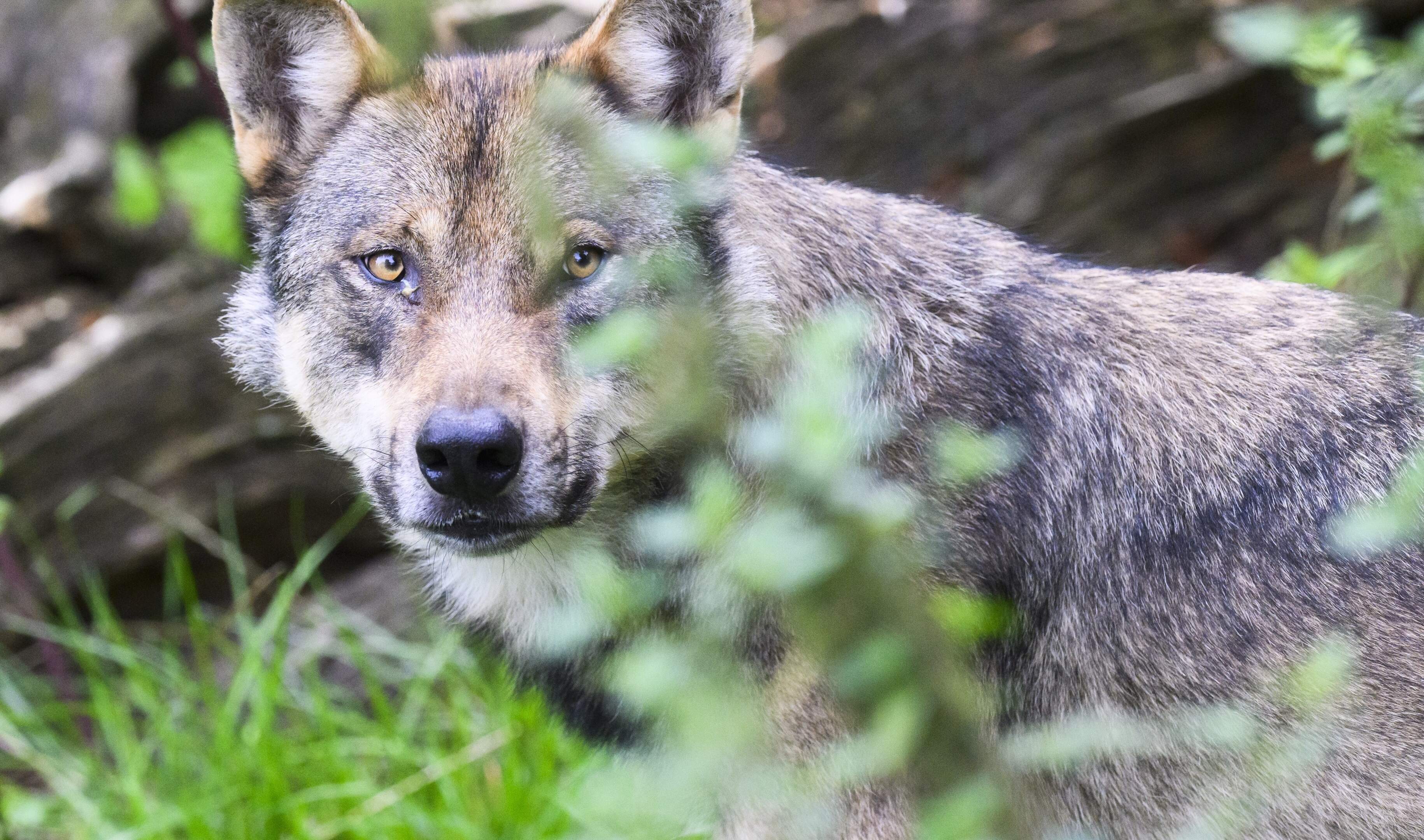 Ook Denemarken worstelt met de oprukkende wolf: ’Ik durf niet in mijn eigen bos te lopen’