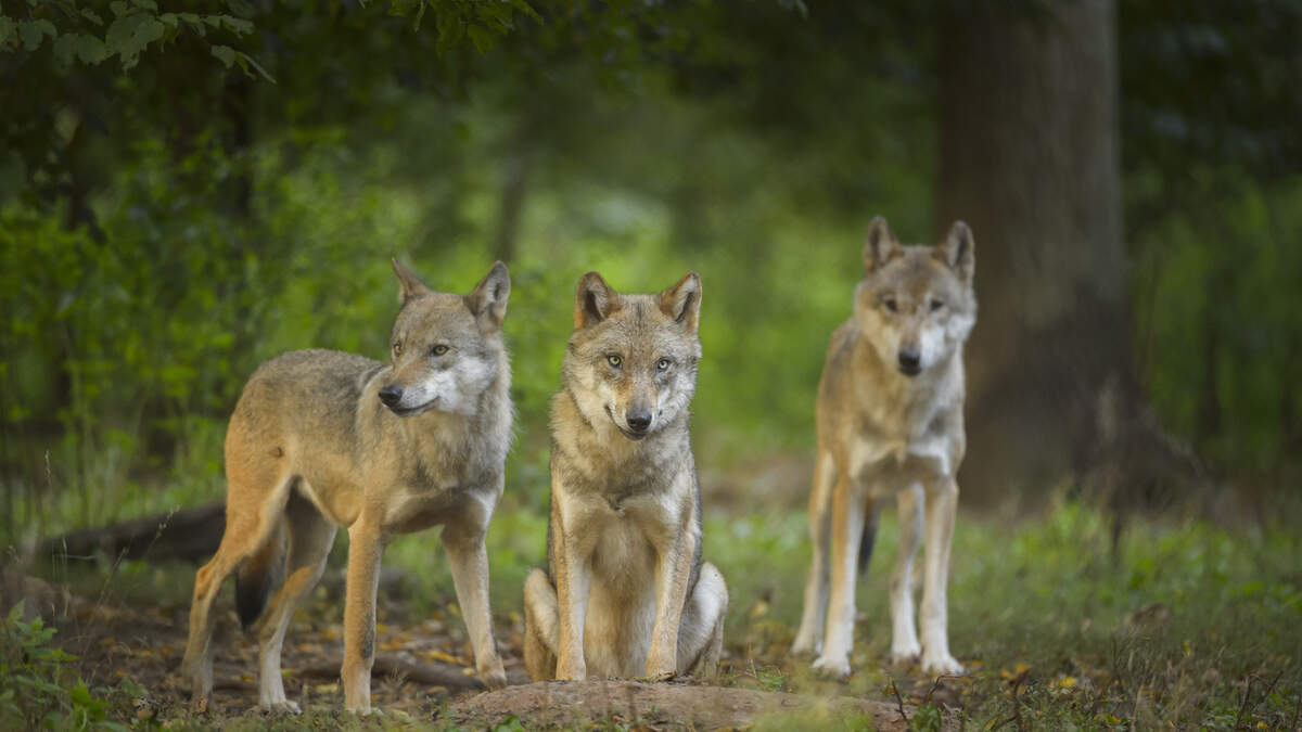 BIJ12: At Least 56 Wolf Cubs Born Across Dutch Provinces