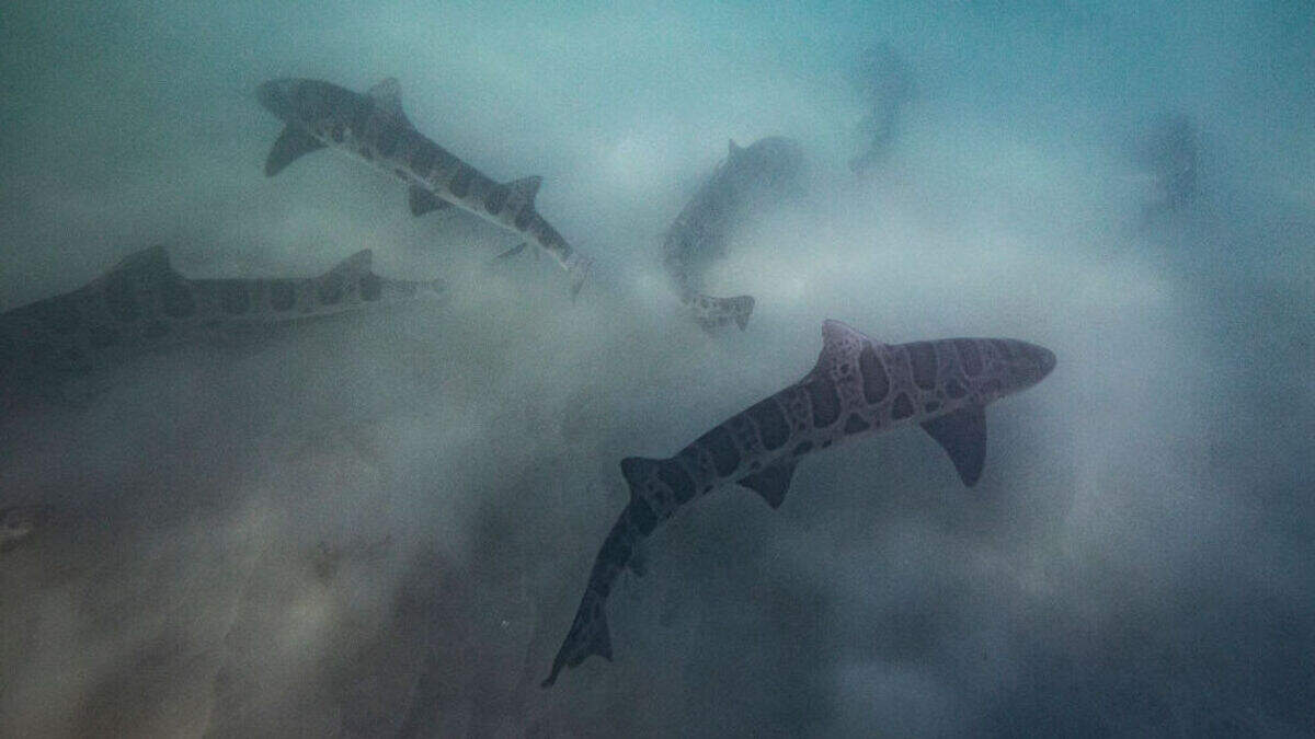 ヒョウサメは科学者の目の前にトリオを持っています：「男性はすべてのエネルギーを失いました」