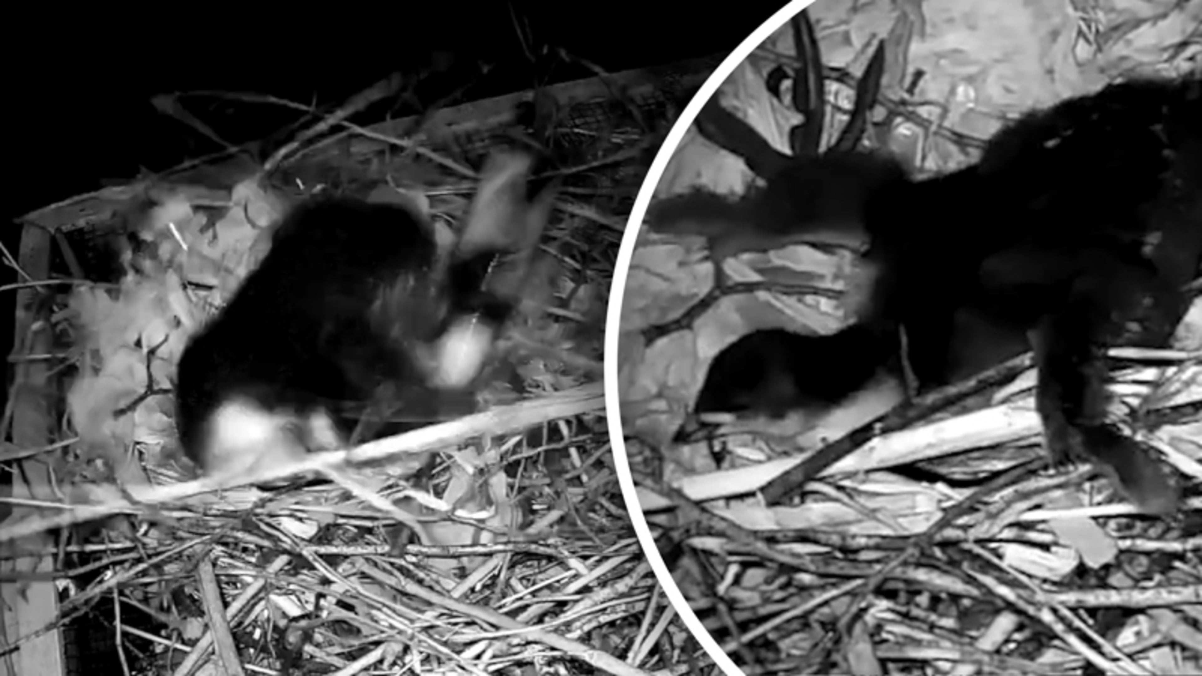 Meerkoetnest bekogeld met vol bierflesje in Leiden