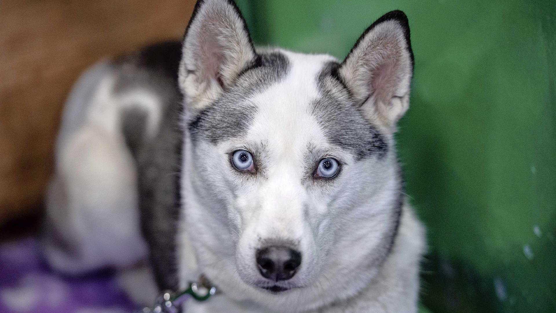 Een husky met sprekende ogen