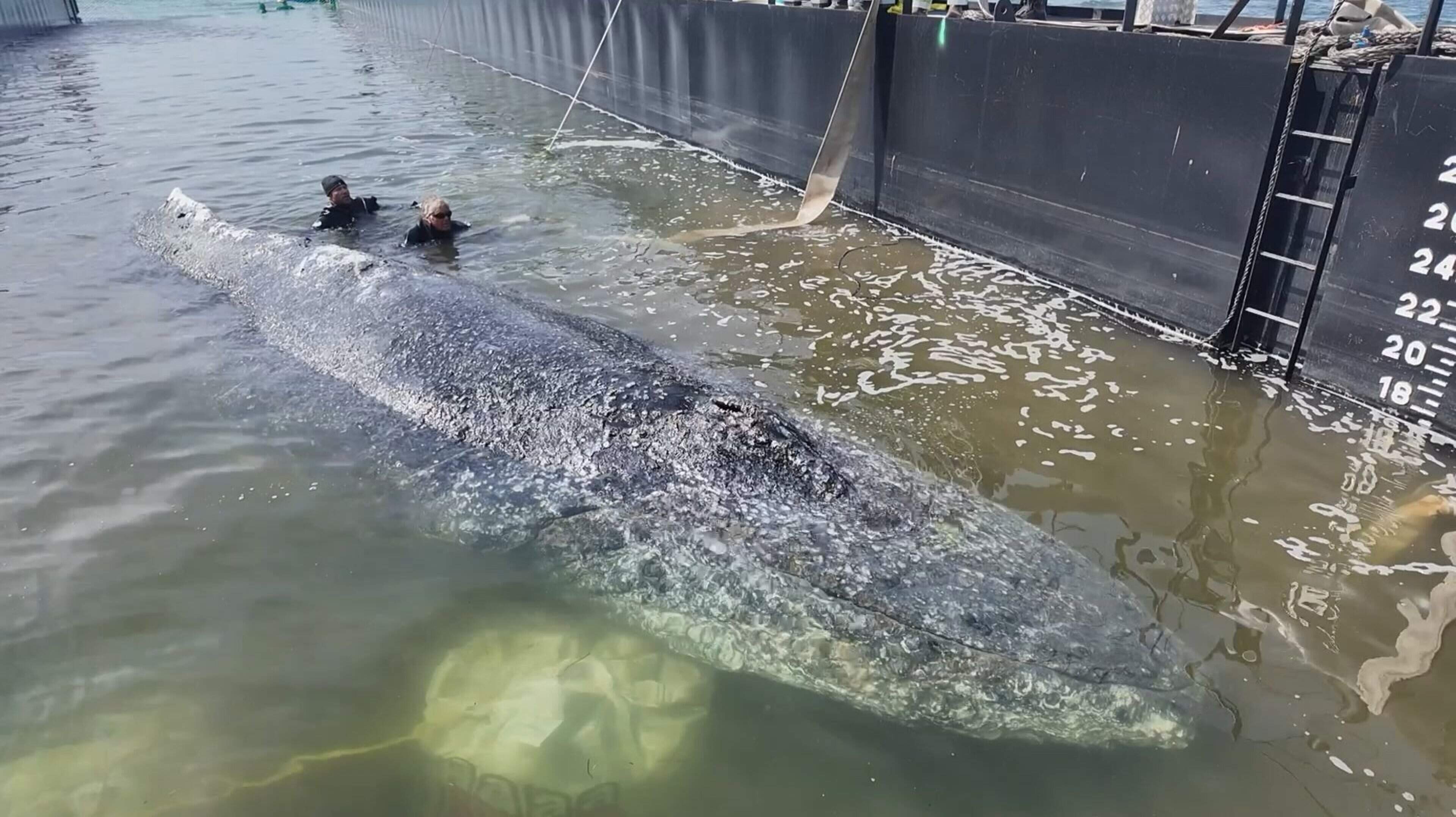 Dierenarts en geldschieters woedend na vrijlating walvis Timmy: ’Het is een schande wat hier gebeurt’