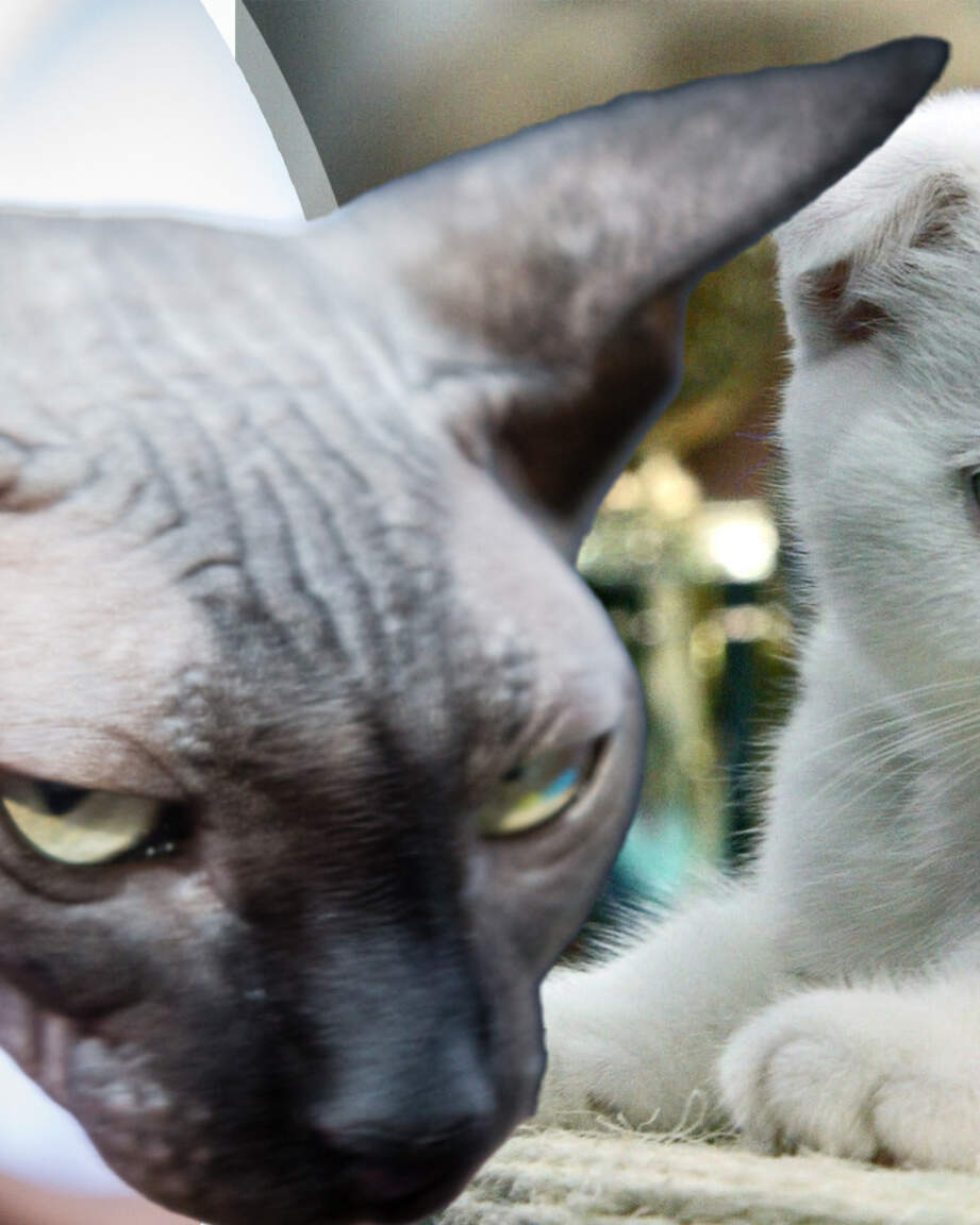 Een naaktkat en een Schotse vouwoorkat. Met de katten mocht al niet meer worden gefokt, maar vanaf 1 januari aanstaande mag je ze ook niet meer aanschaffen en houden.