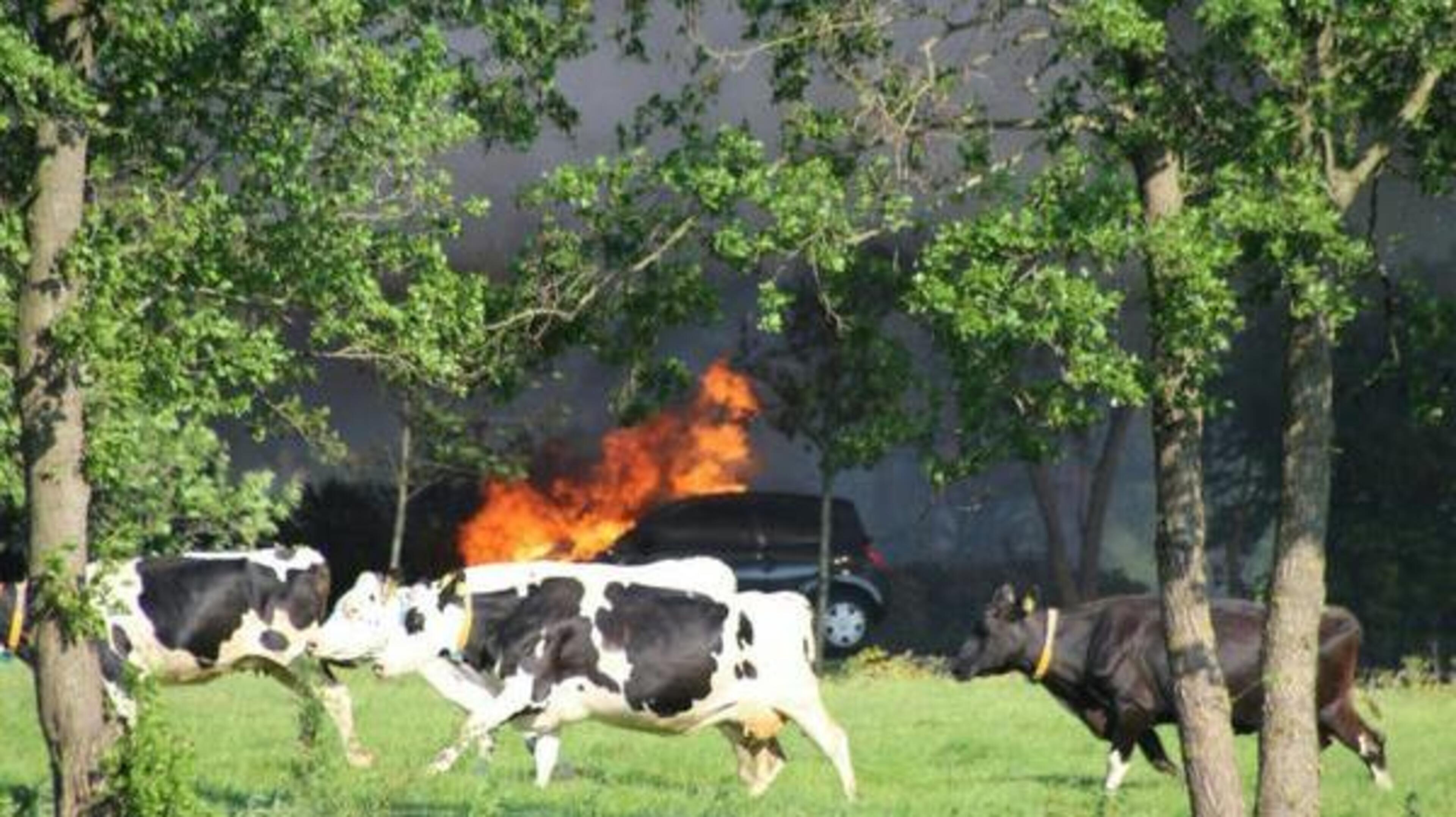 Vier kalfjes omgekomen bij grote brand