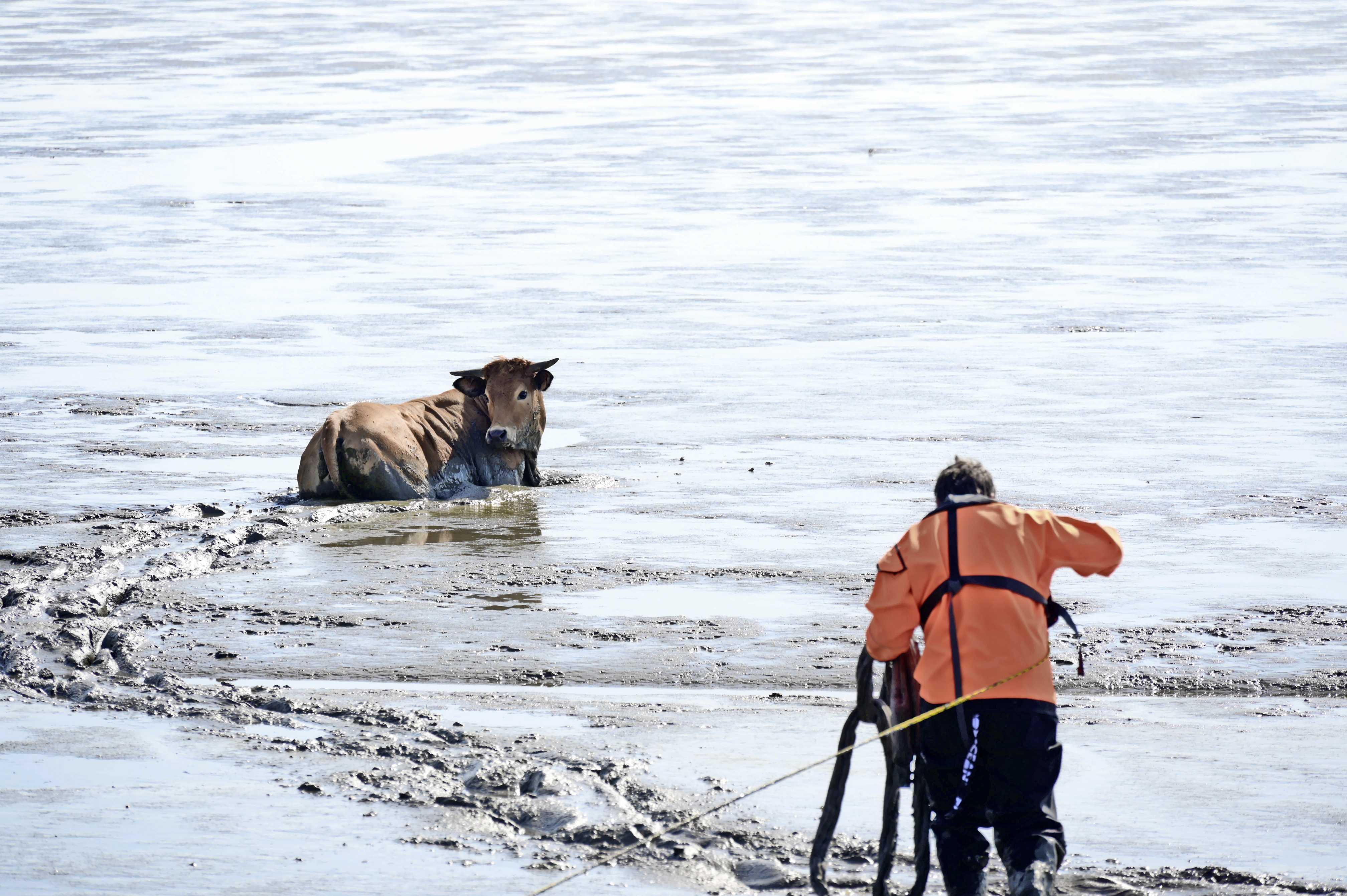 Koe zit vast op het wad bij Holwierde