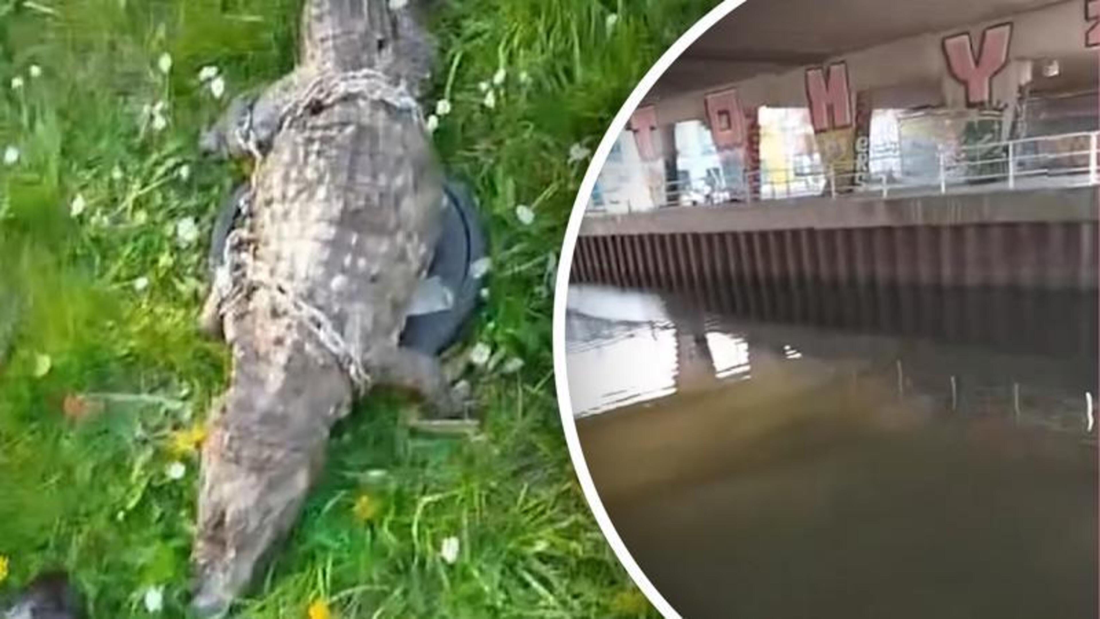 Magneetvisser vist dode krokodil vastgeketend aan gewichten uit Frans kanaal