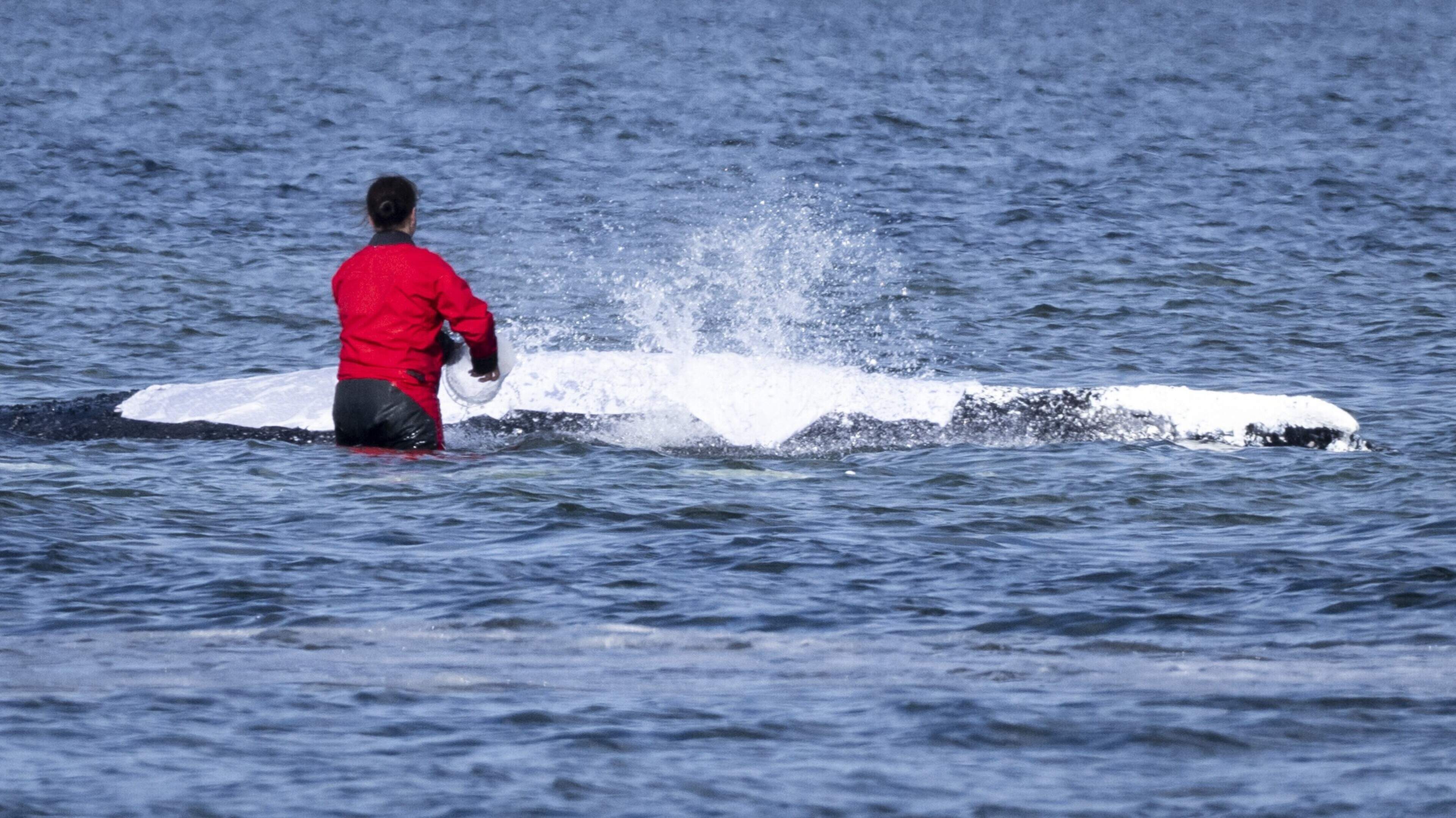 Bultrug Timmy na vertraging eindelijk vrijgelaten in open water ten noorden van Denemarken