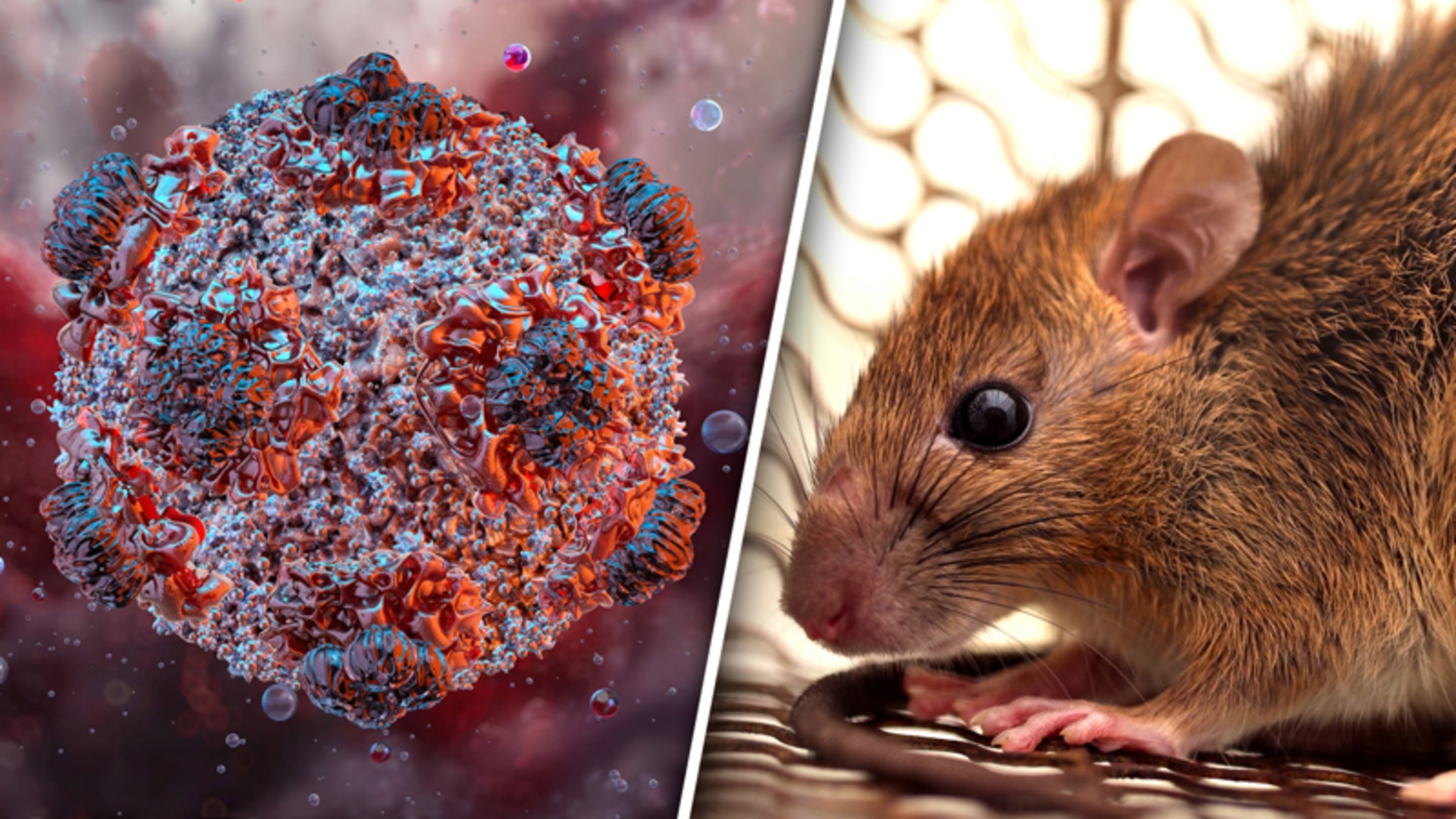 Hantavirus: wat is het, hoe ziek kun je worden en hoe nu verder?