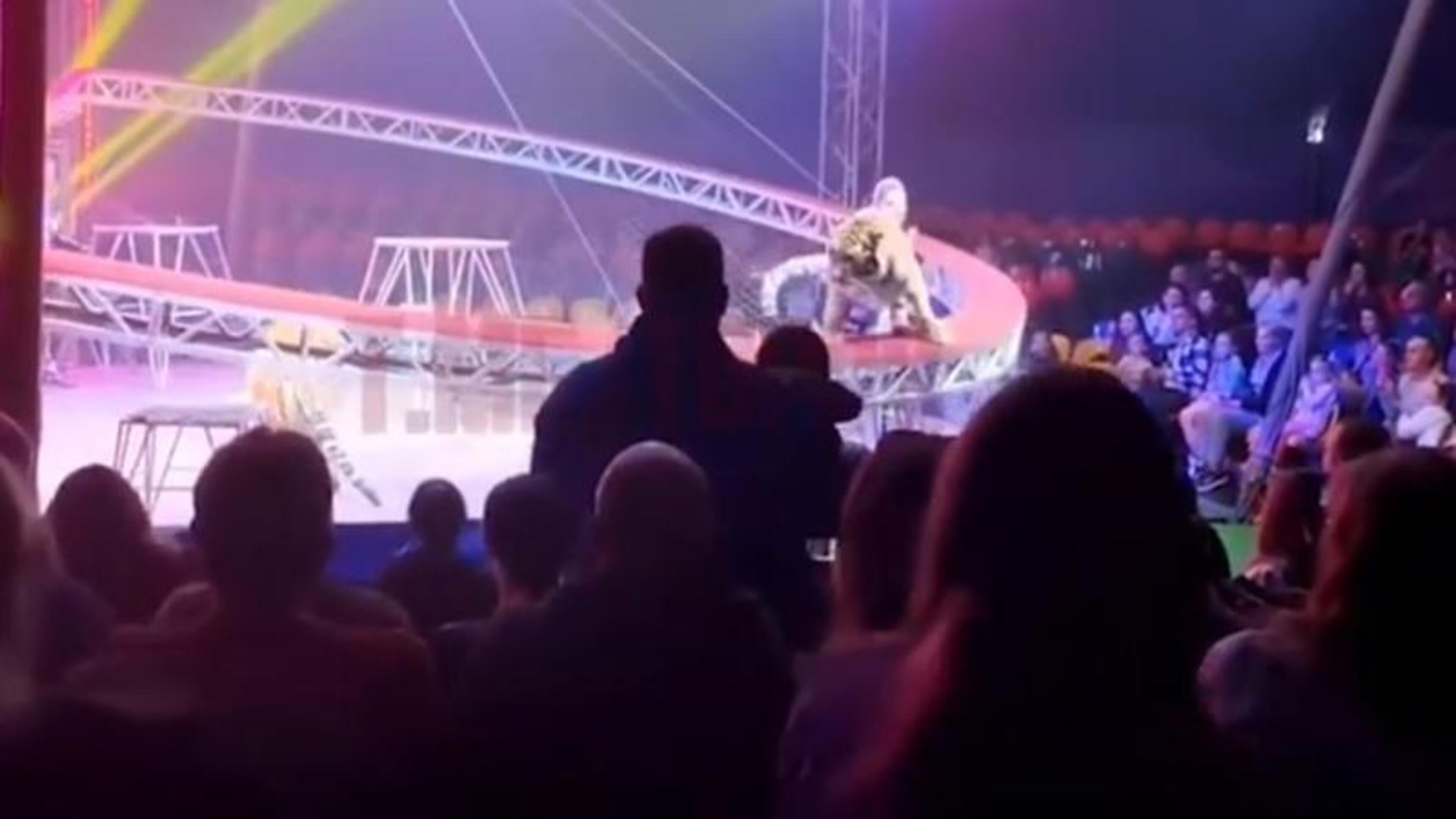 Doodeng: circustijger springt publiek in na probleem veiligheidsnet