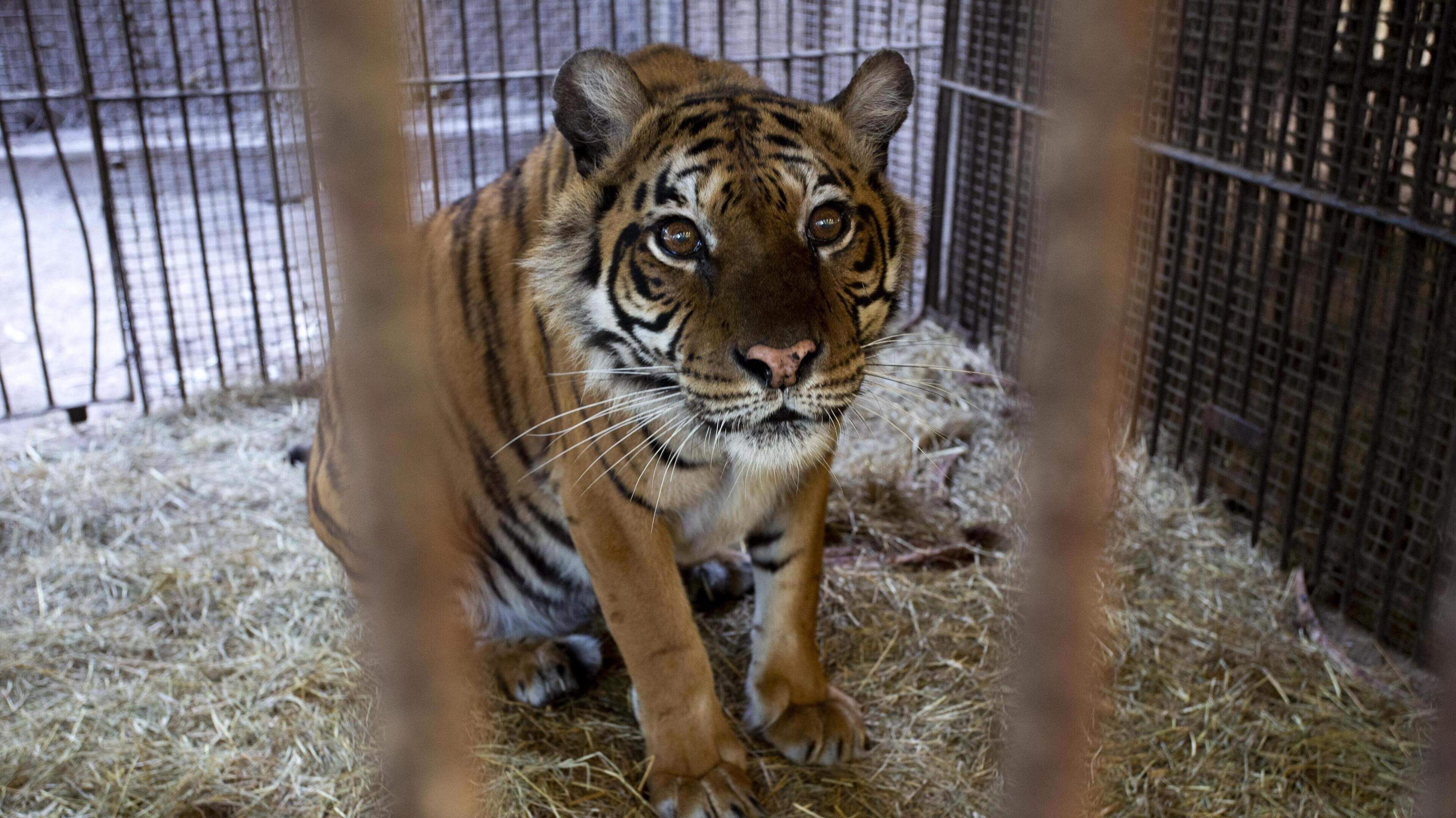 Verwaarloosde tijgerin Flora (10) overleden nadat ze voor zorg naar Nederland kwam