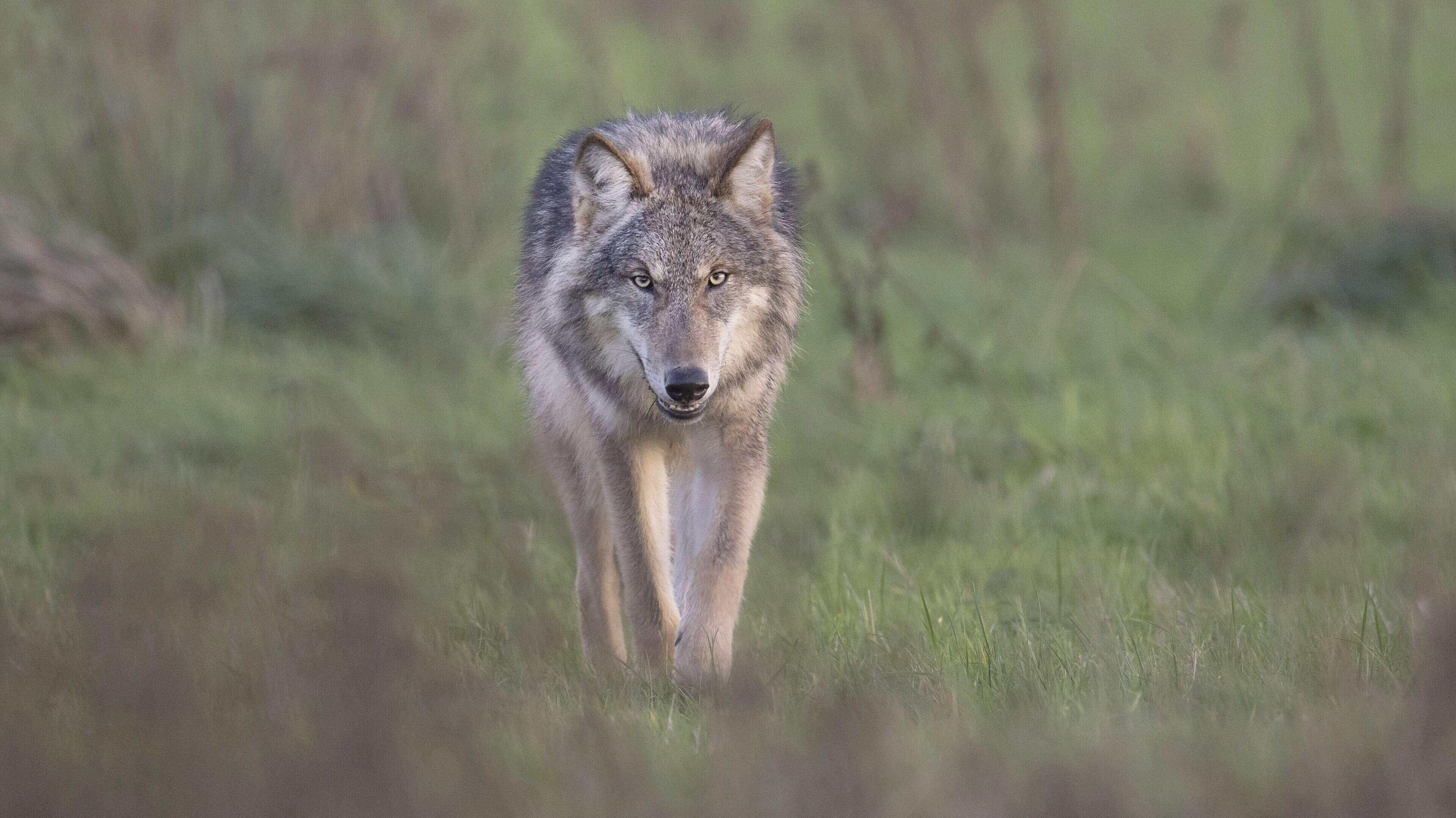 Onderzoek: tientallen wolven in Nederland straffeloos gestroopt, ’geen randverschijnsel’ meer
