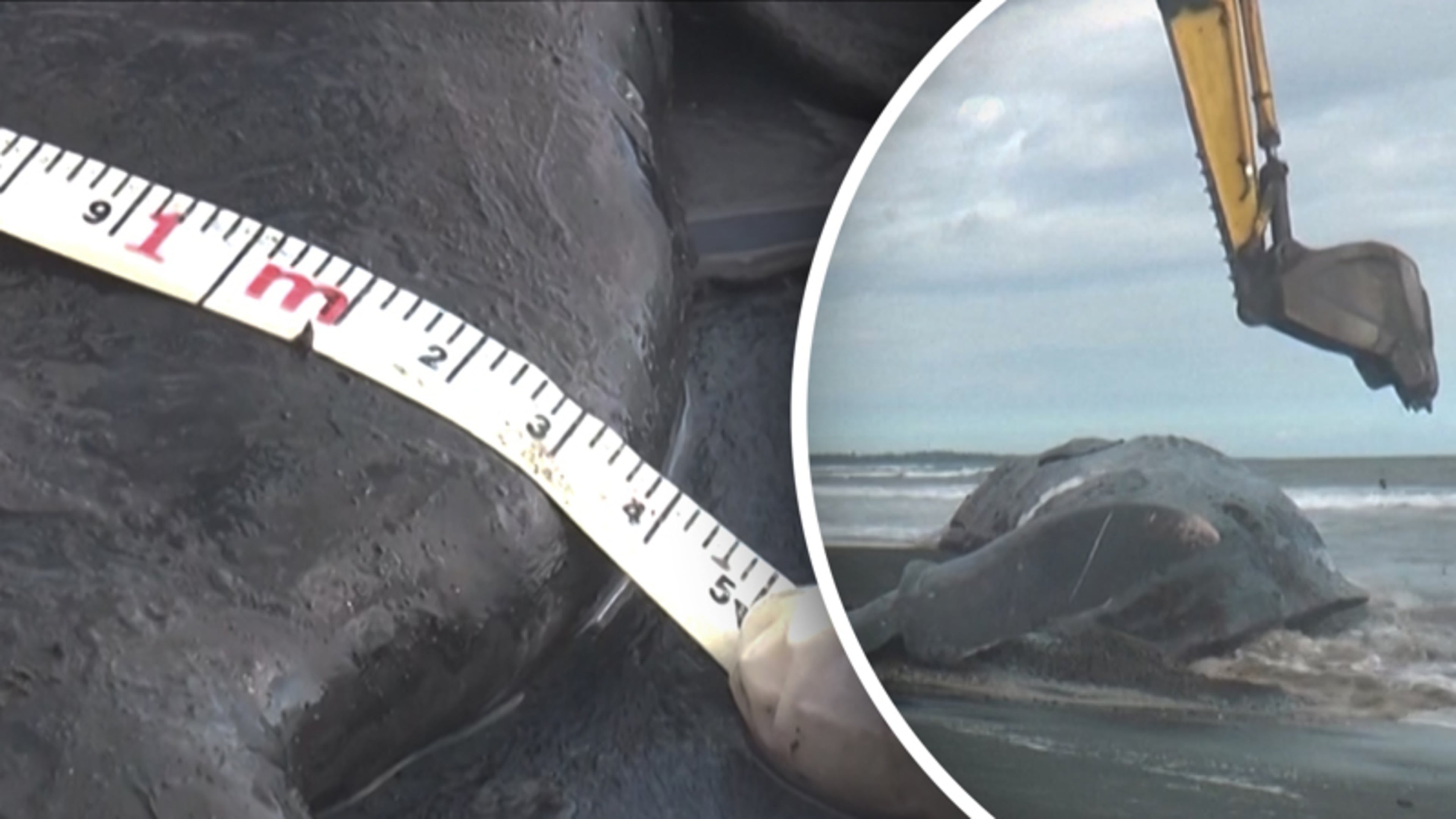 Enorme potvis van 15 meter sterft na stranding