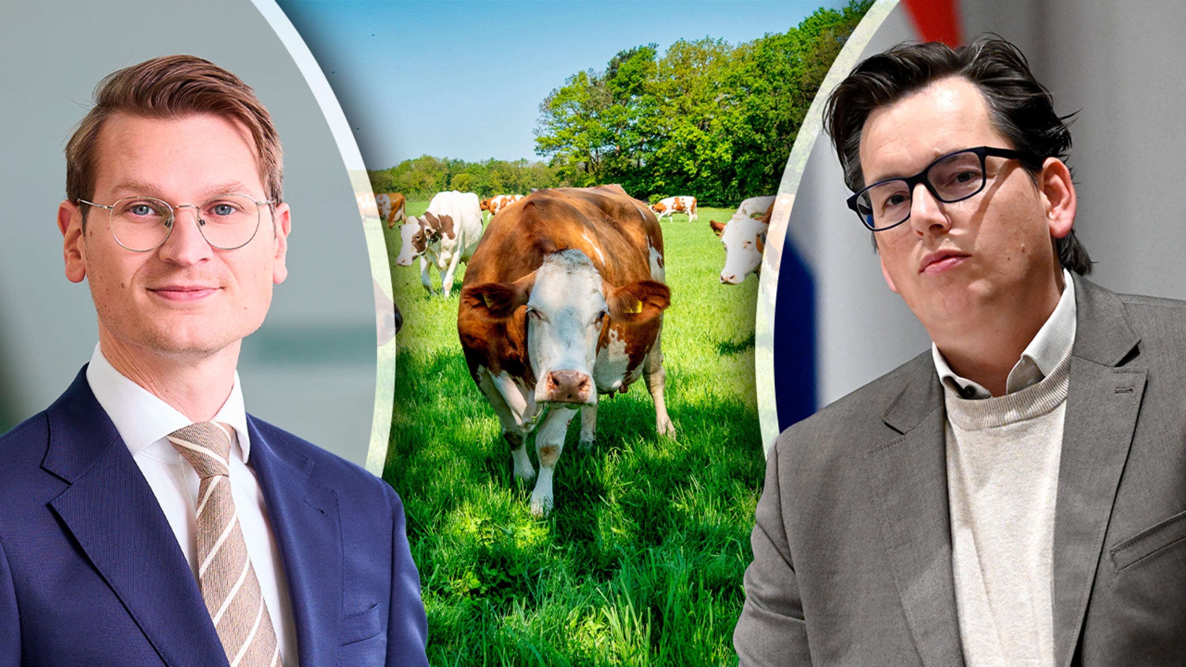 Boeren woest om ’strenge koeiennorm’, CU komt met alternatie