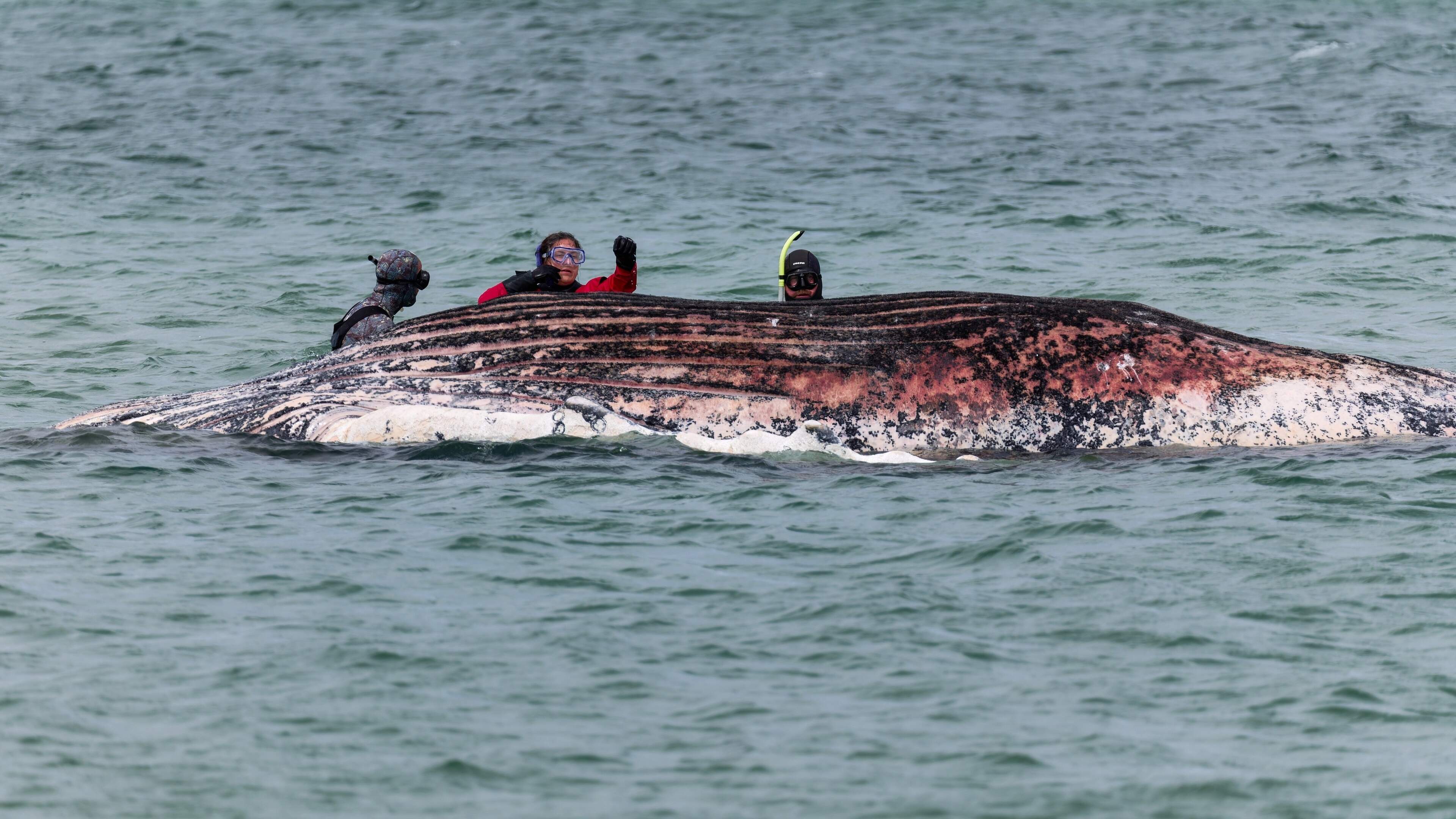 Onderzoek bevestigt: dode walvis voor Deense kust is Timmy